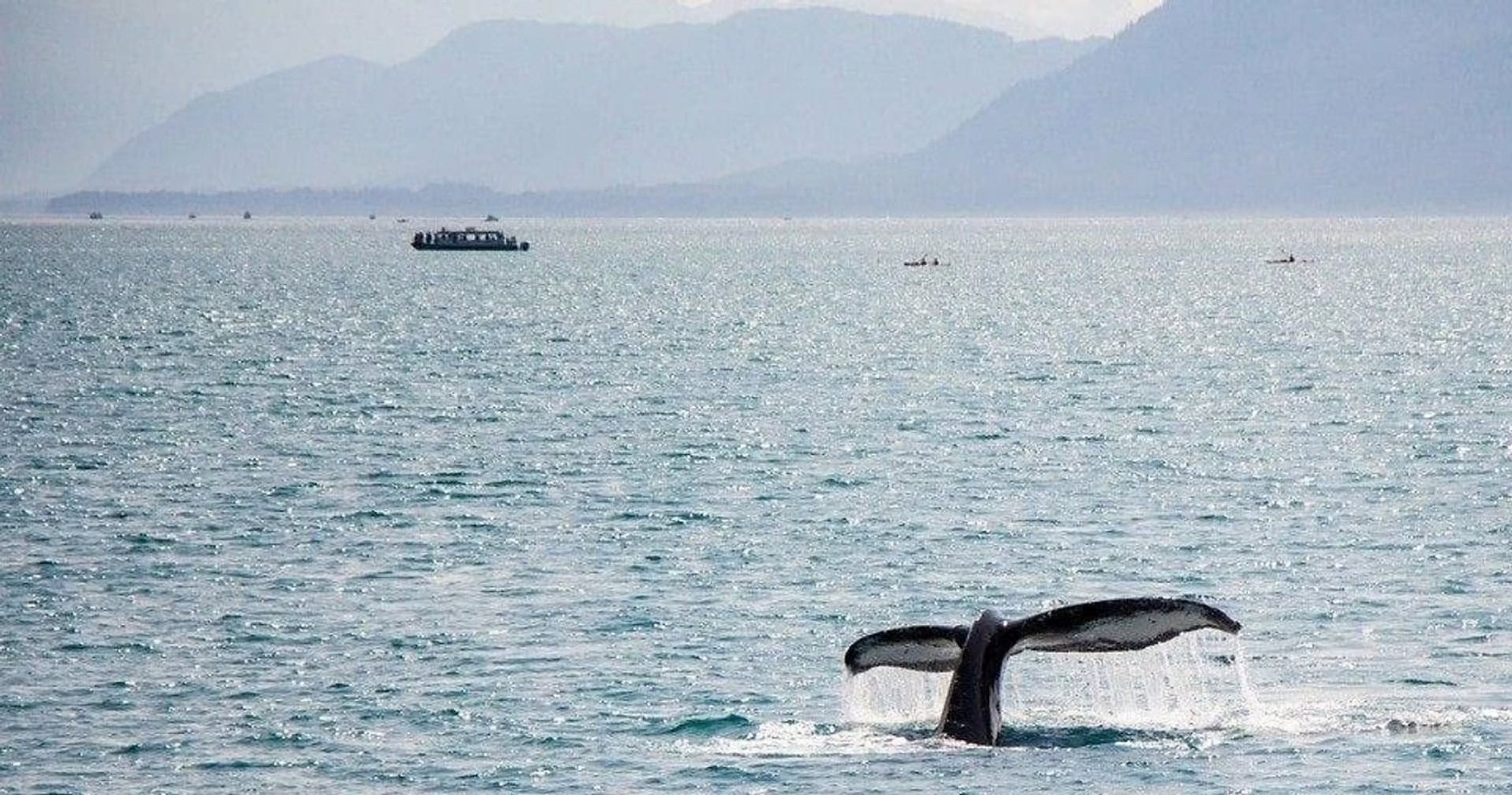 Tour de avistamiento de ballenas - Imagen 4
