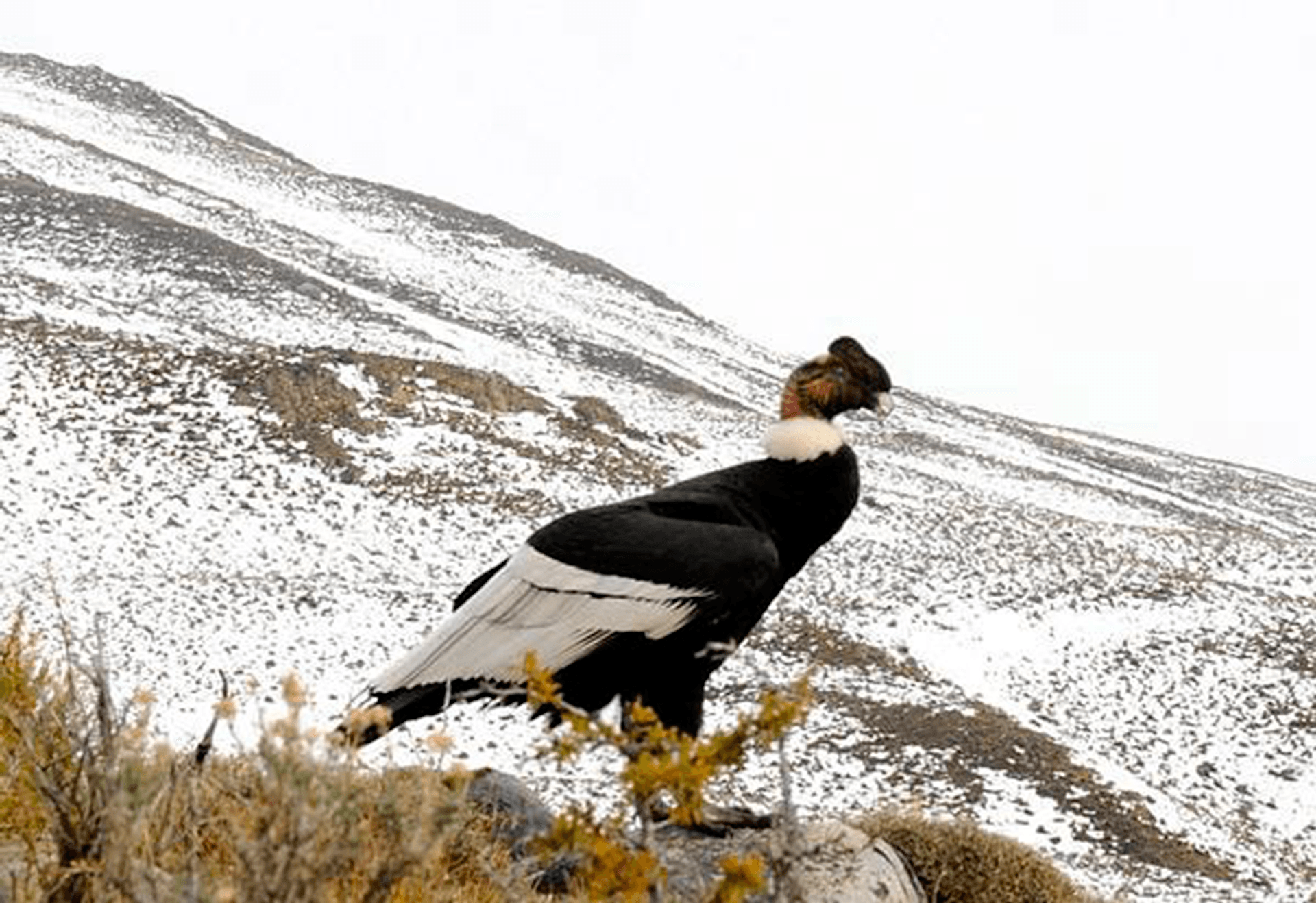City tour de El Calafate y Punta Walichu - Imagen 4