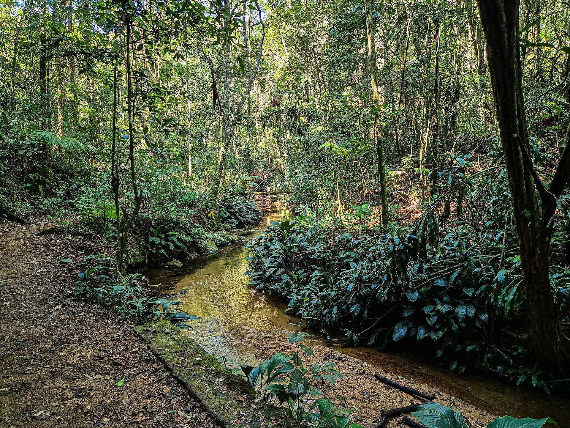 Aventura en Jeep por Floresta de Tijuca - Imagen 4
