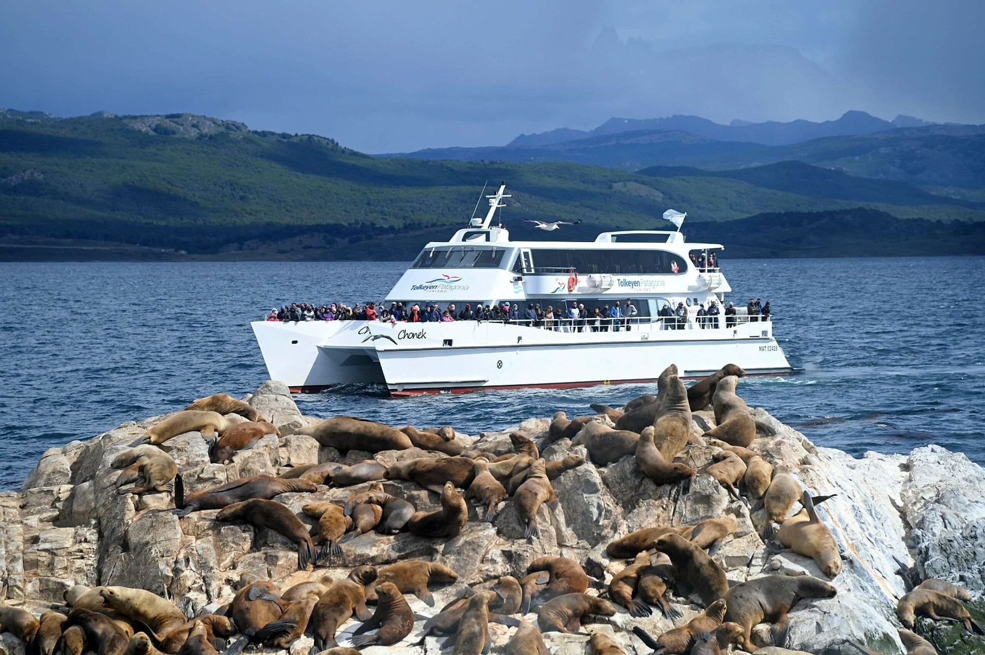 Canal de Beagle: Isla Lobos e Islas Bridges - Imagen 4