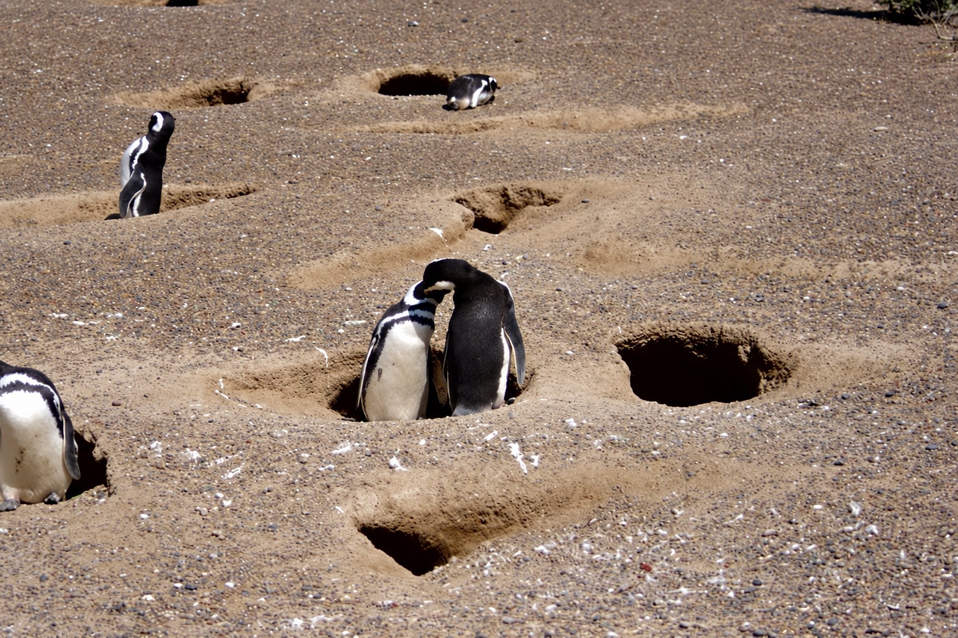 Punta Tombo: excursión de día completo - Imagen 2