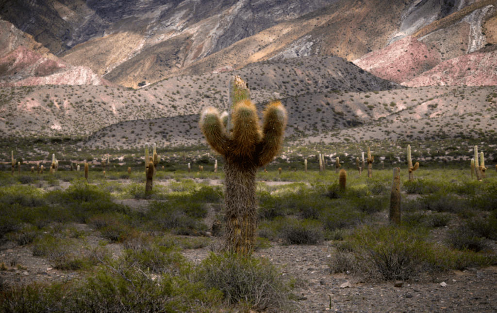 Cafayate, Cachi, Salinas Grandes y traslados - Imagen 4