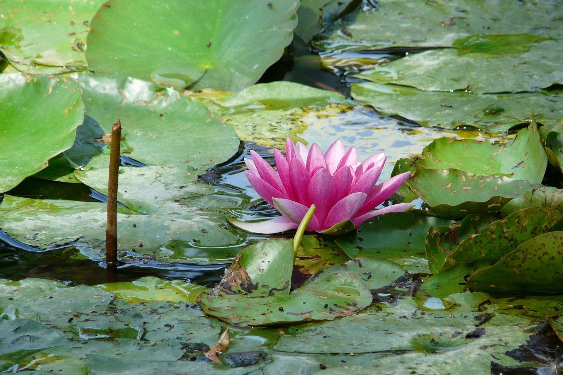 Giverny audioguiado: Jardines de Monet - Imagen 3