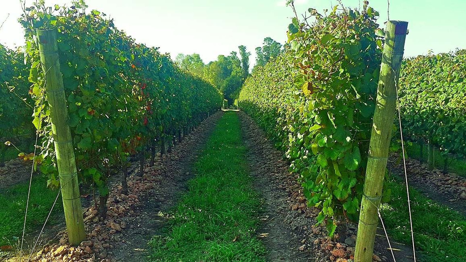 Paseo a Bodega Bouza - Imagen 4
