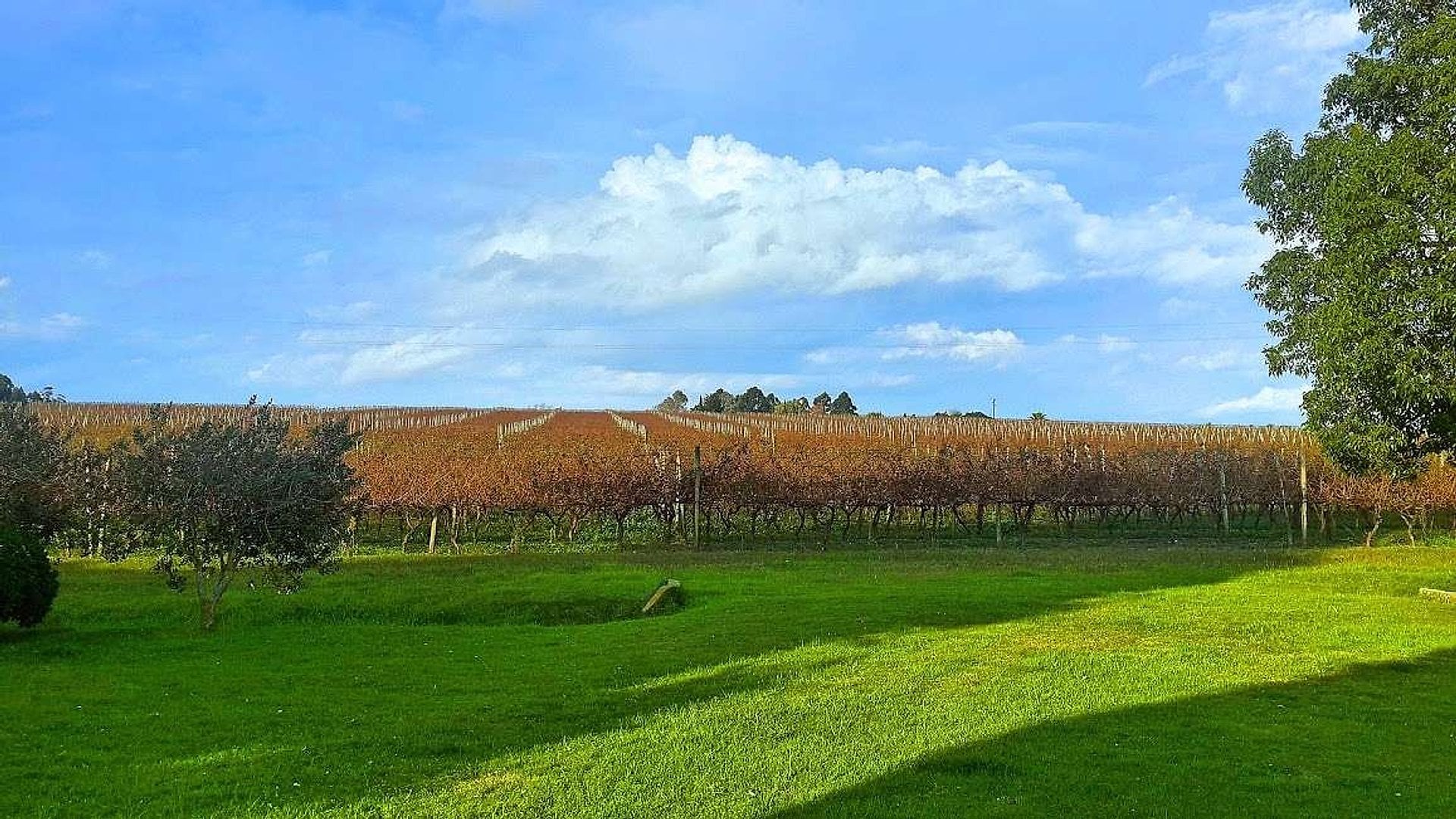 Paseo a Bodega Bouza - Imagen 3