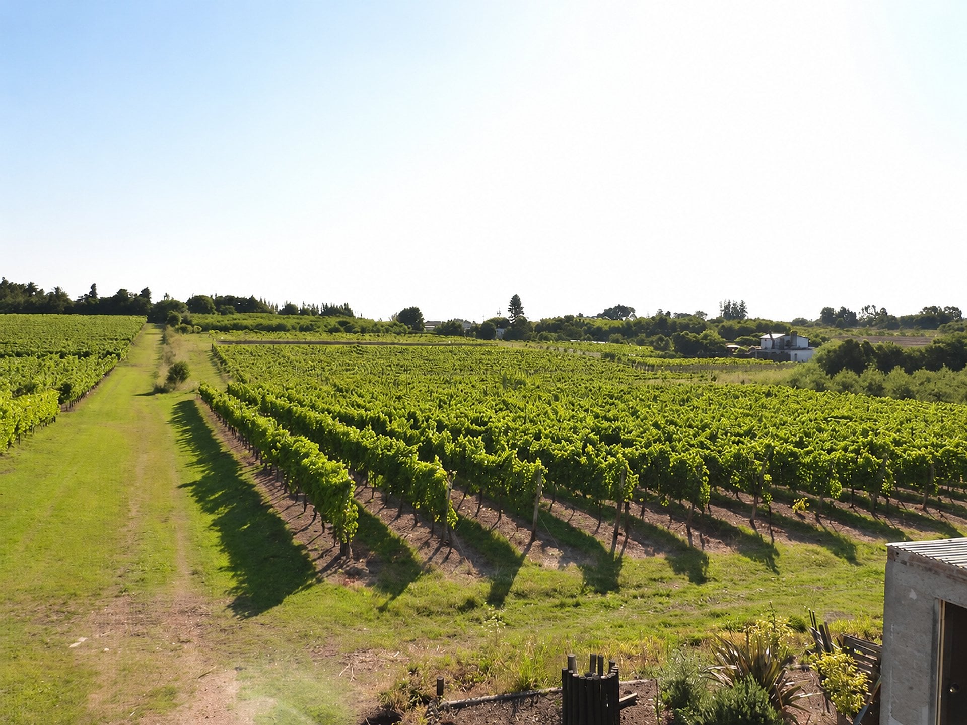 Tour a Bodega Pizzorno - Imagen 2