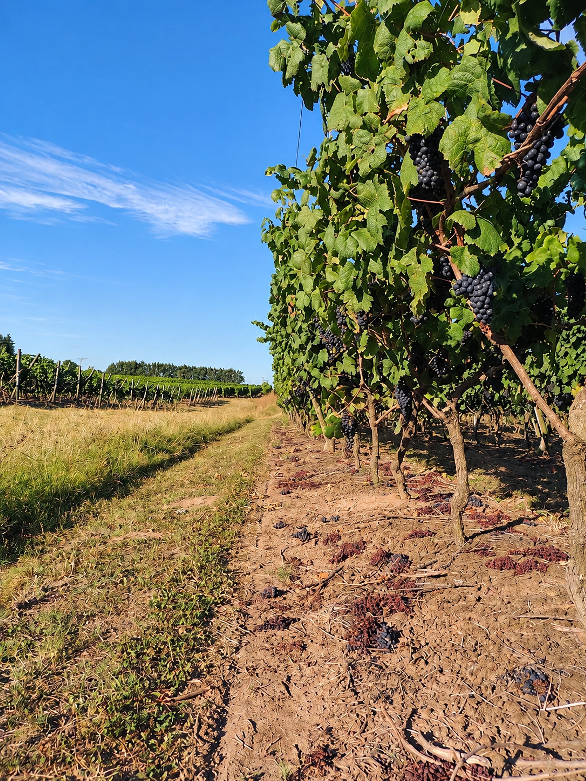 Tour a Bodega Pizzorno - Imagen 4