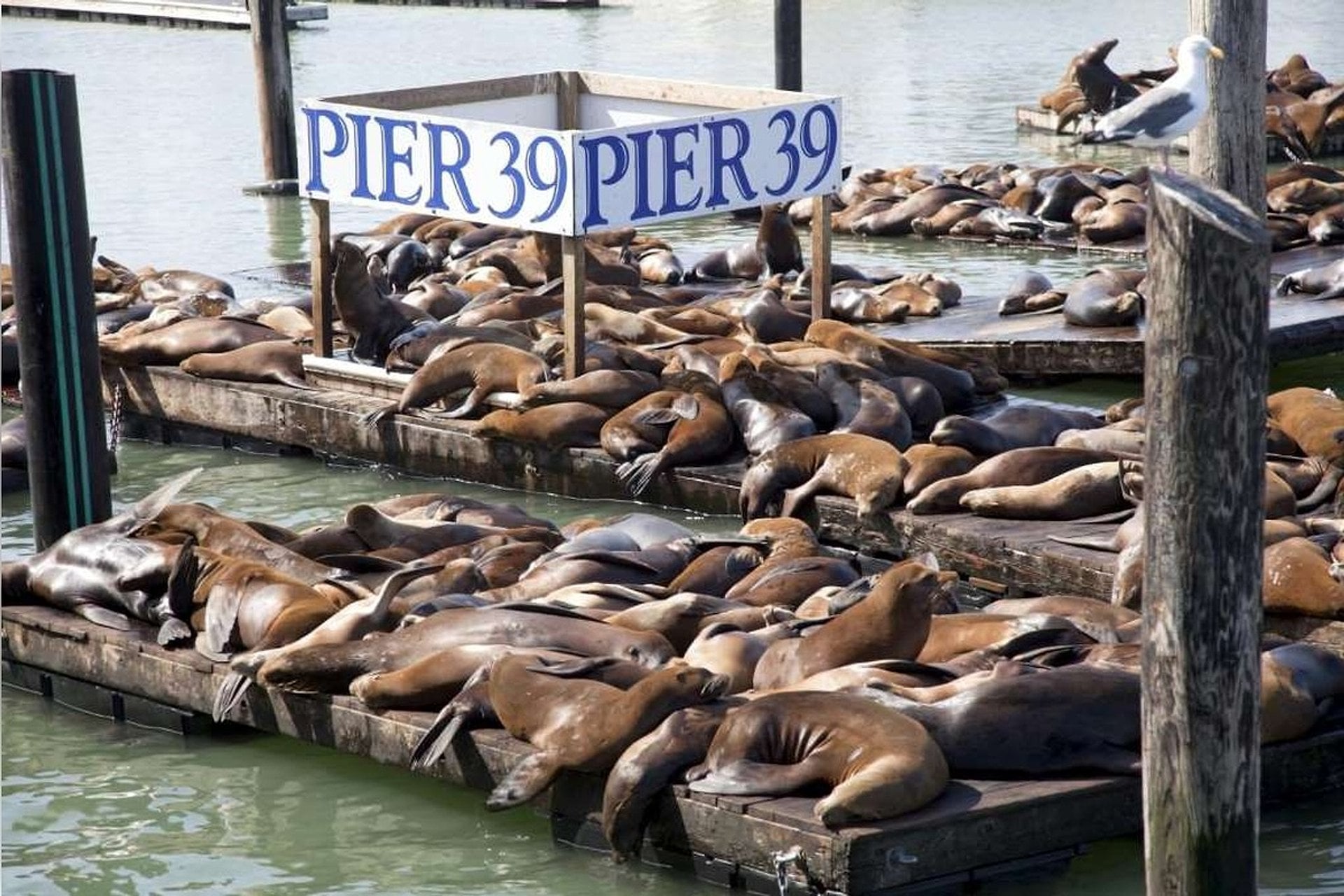 City tour por San Francisco y crucero - Imagen 4