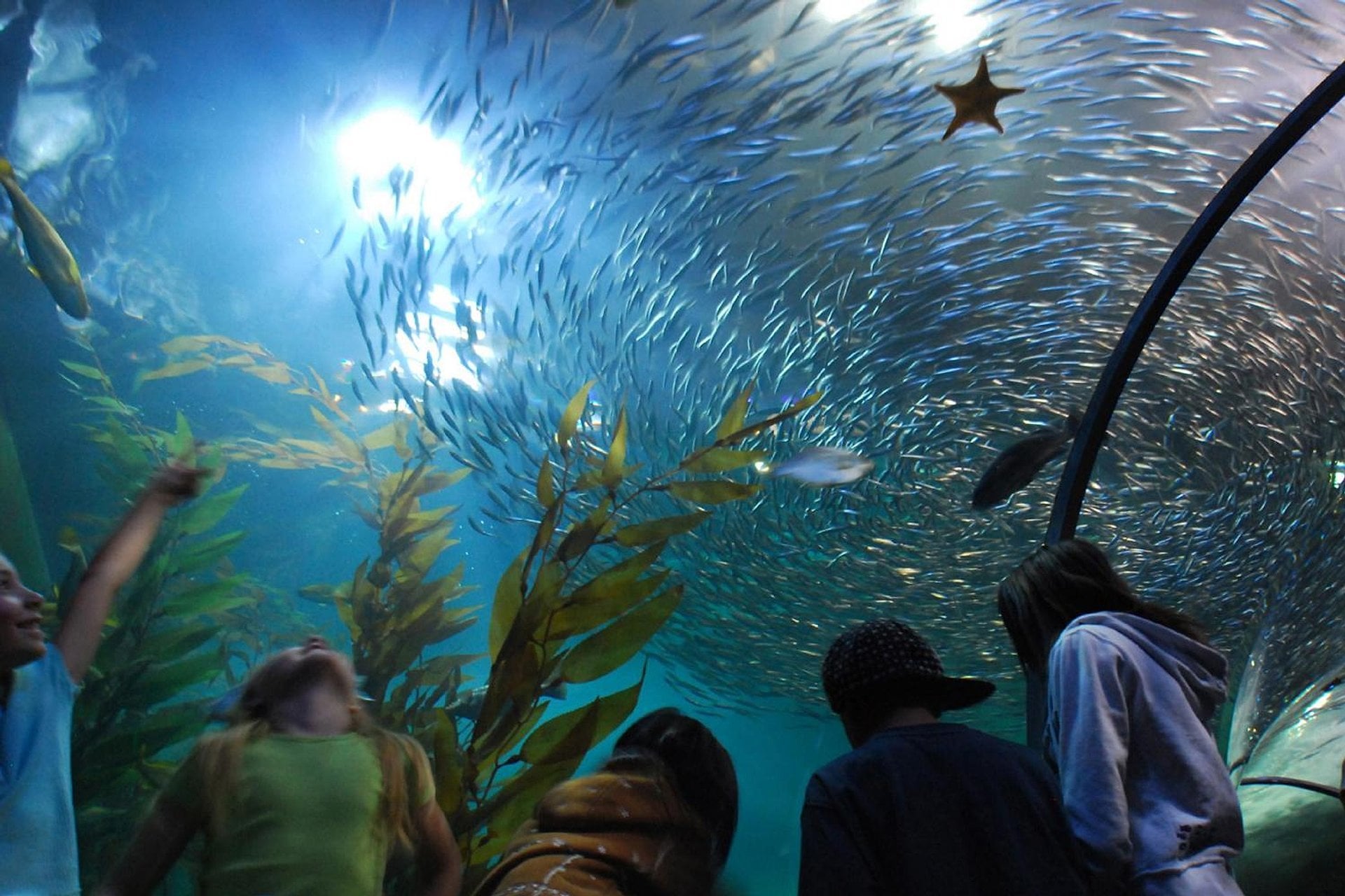 Acuario de la Bahía - Entrada - Imagen 3