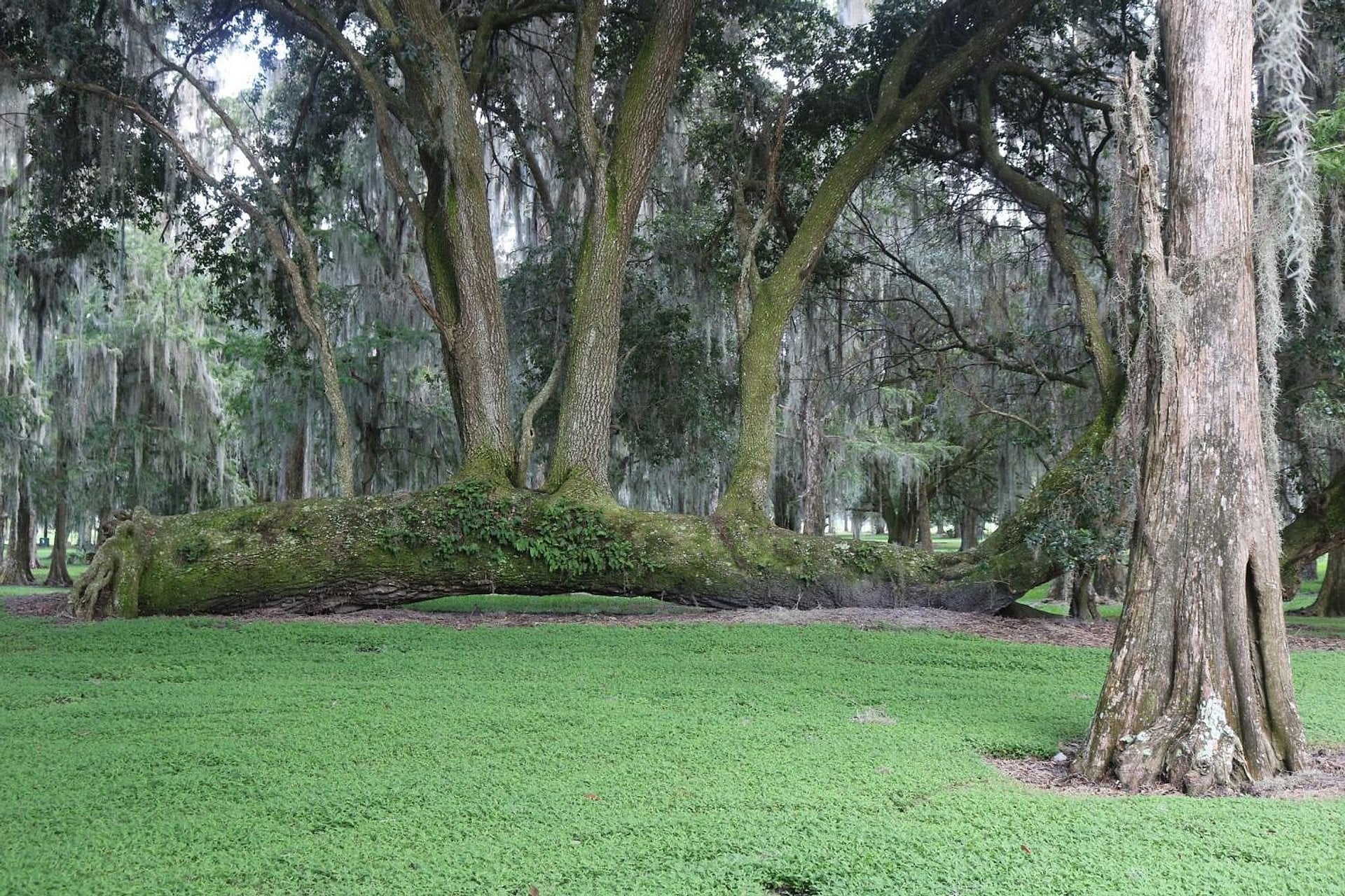 Hidrodeslizador de 30 minutos en Boggy Creek - Imagen 3