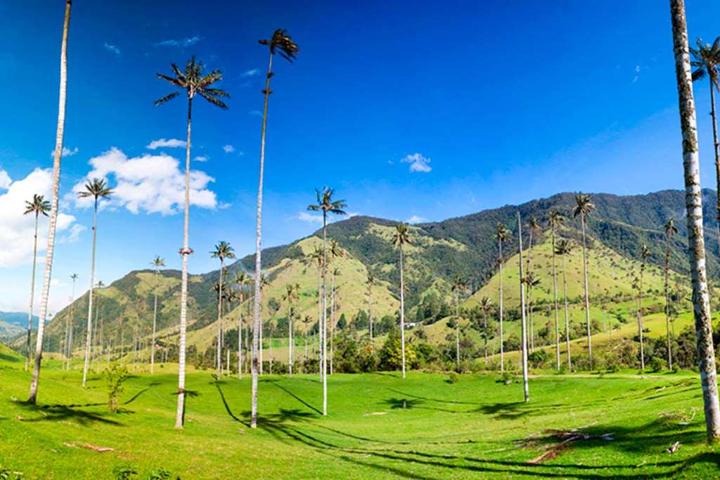 Finca de café, Filandia, Cocora y Salento - Imagen 3