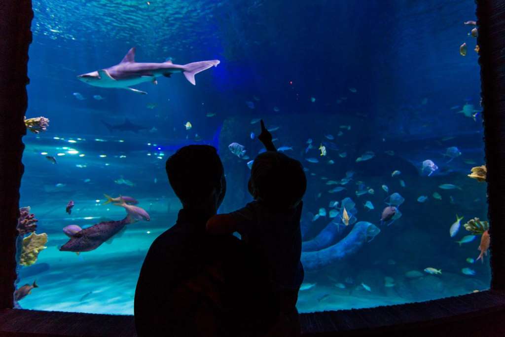 Sea Life Orlando - Entrada estándar - Imagen 2