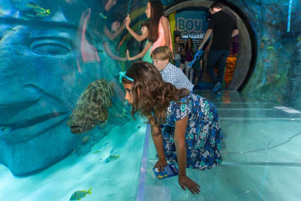 Sea Life Orlando - Entrada estándar - Imagen 3