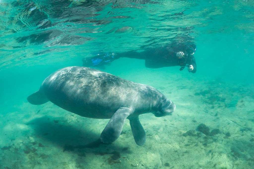 Nado con manatíes, snorkel y paseo en barco - Imagen 2