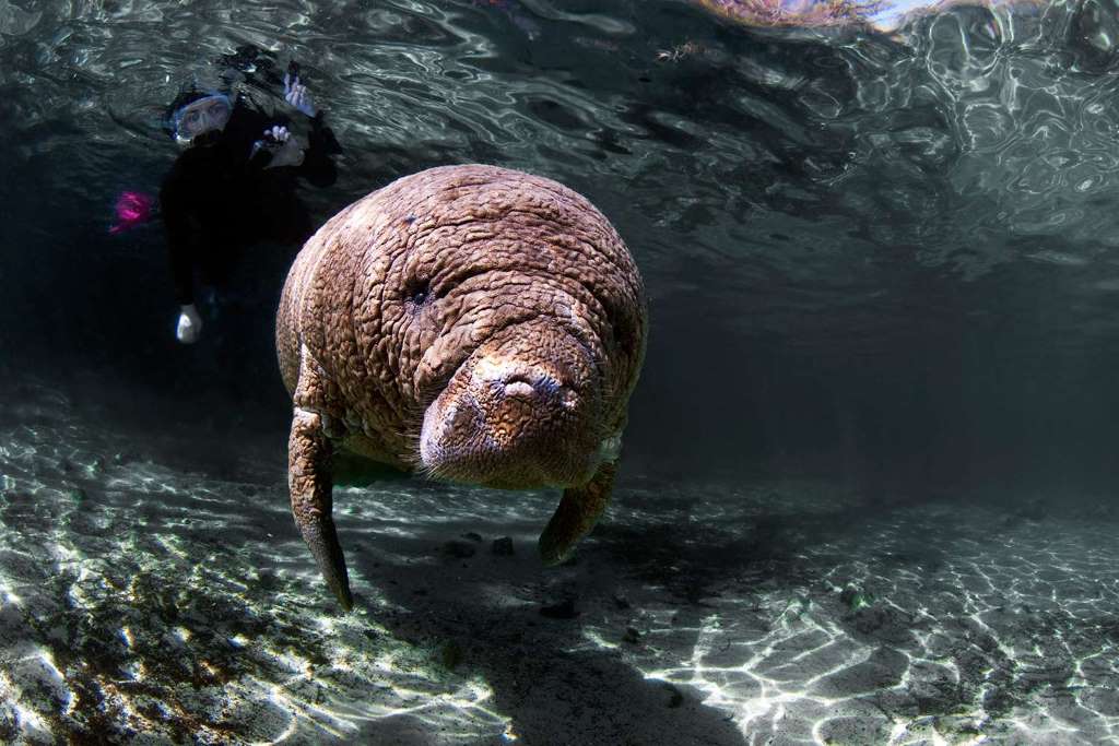 Nado con manatíes, snorkel y paseo en barco - Imagen 3