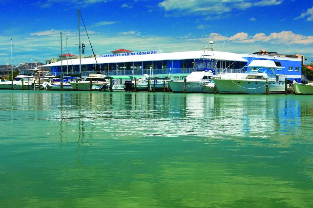 Encuentro con Delfines y Playa de Clearwater - Imagen 2