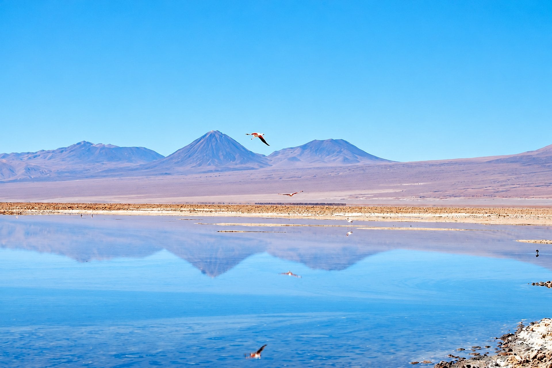 Lagunas Cejar, Tebinquiche y Ojos del Salar - Imagen 3
