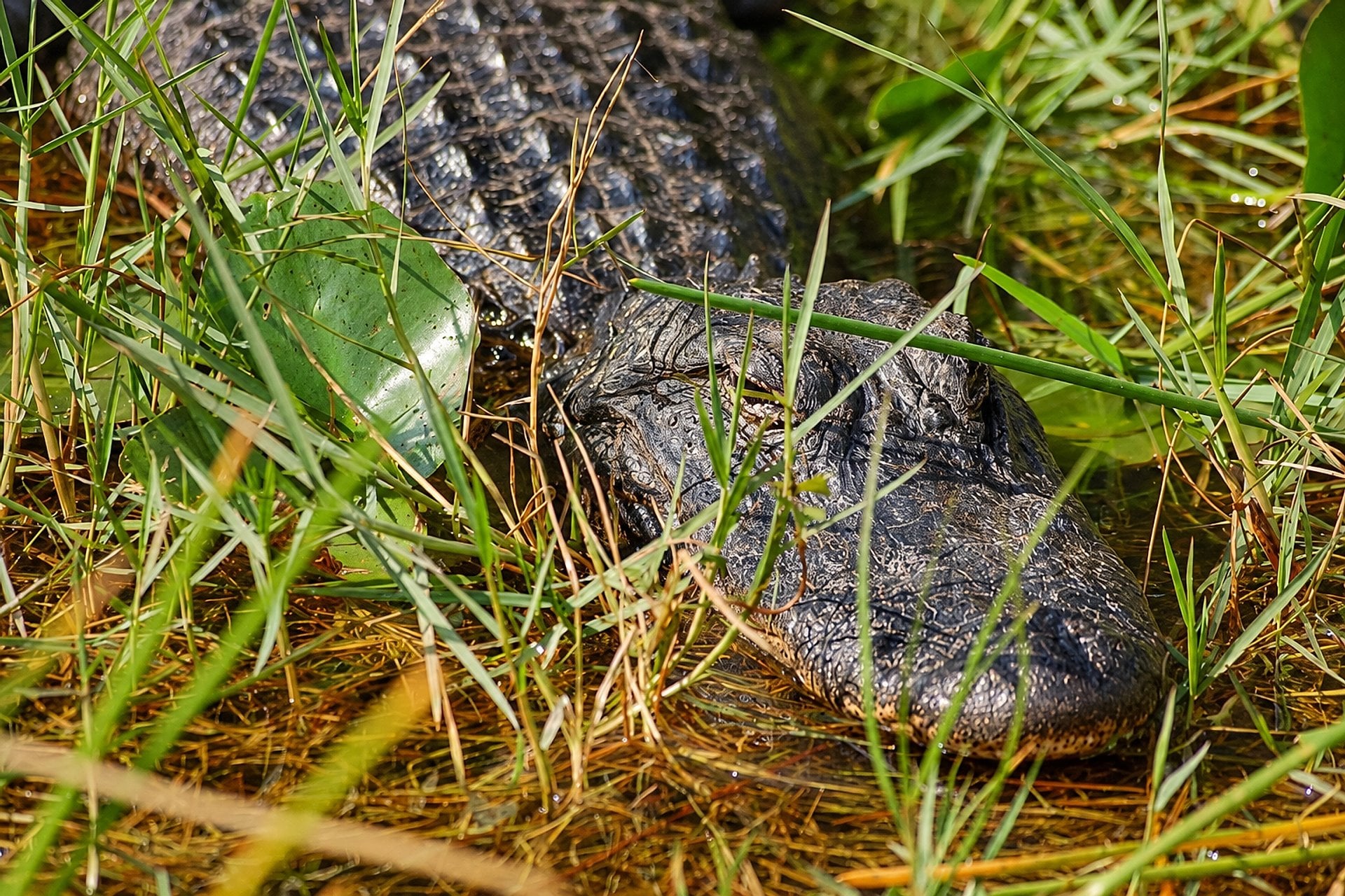 Entrada al Parque Everglades Sawgrass - Imagen 3