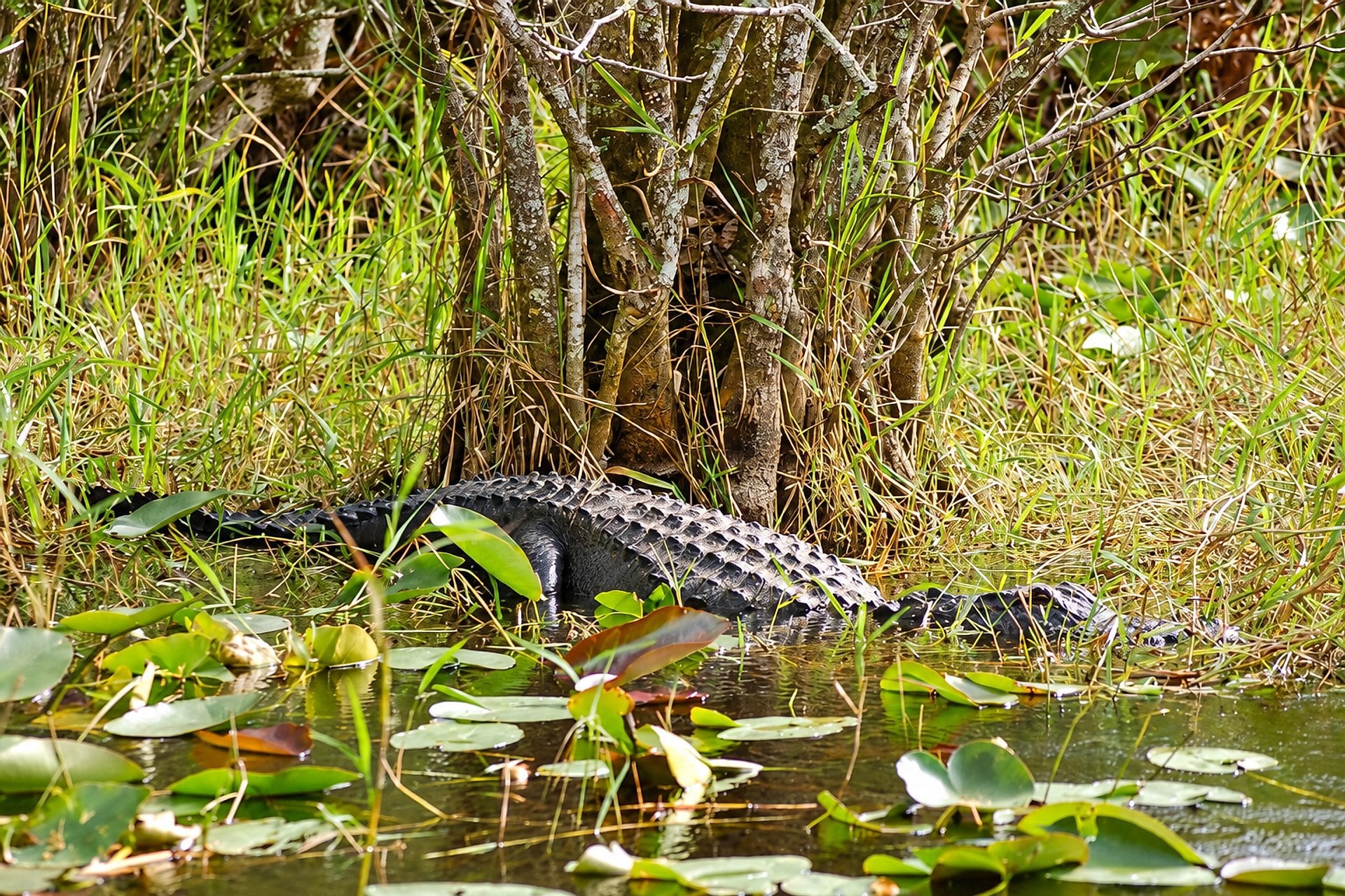 Entrada al Parque Everglades Sawgrass - Imagen 4