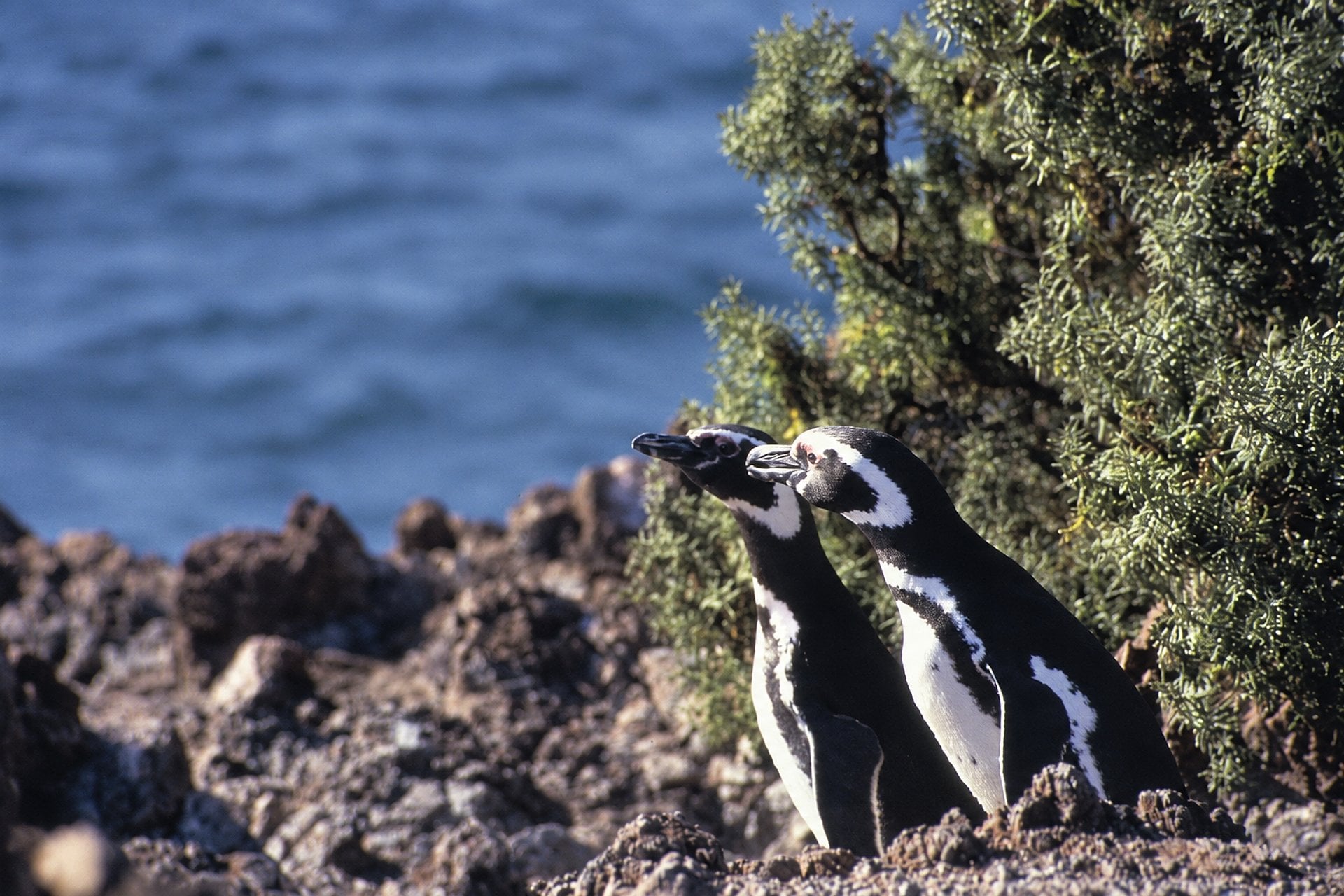 Punta Tombo: excursión de día completo - Imagen 4