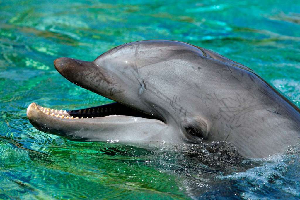 Encuentro con Delfines y Playa de Clearwater - Imagen 1