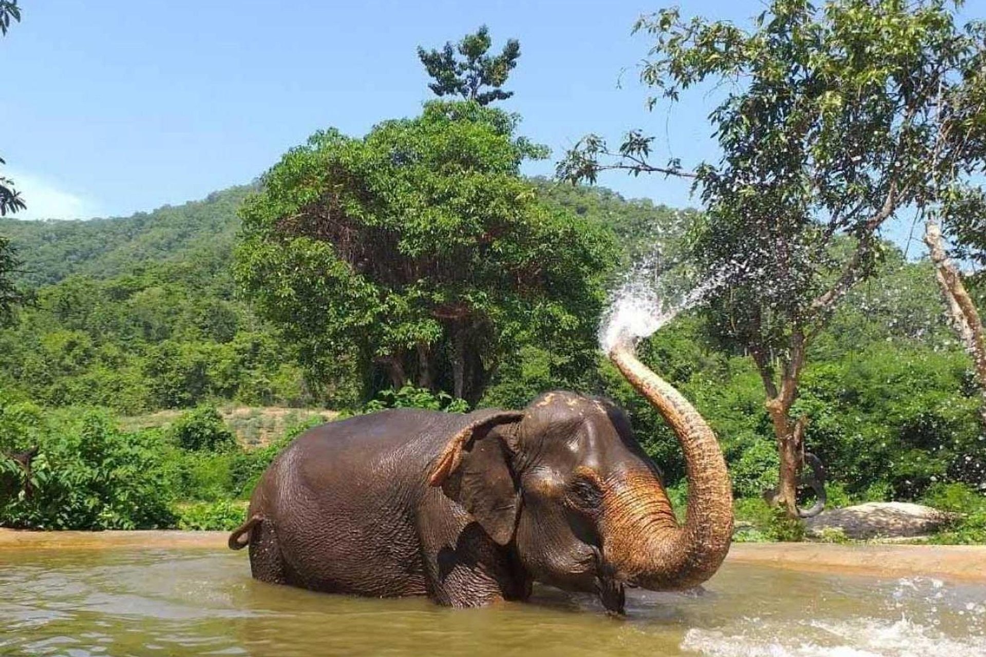 Santuario ético de elefantes de Pattaya - Imagen 1