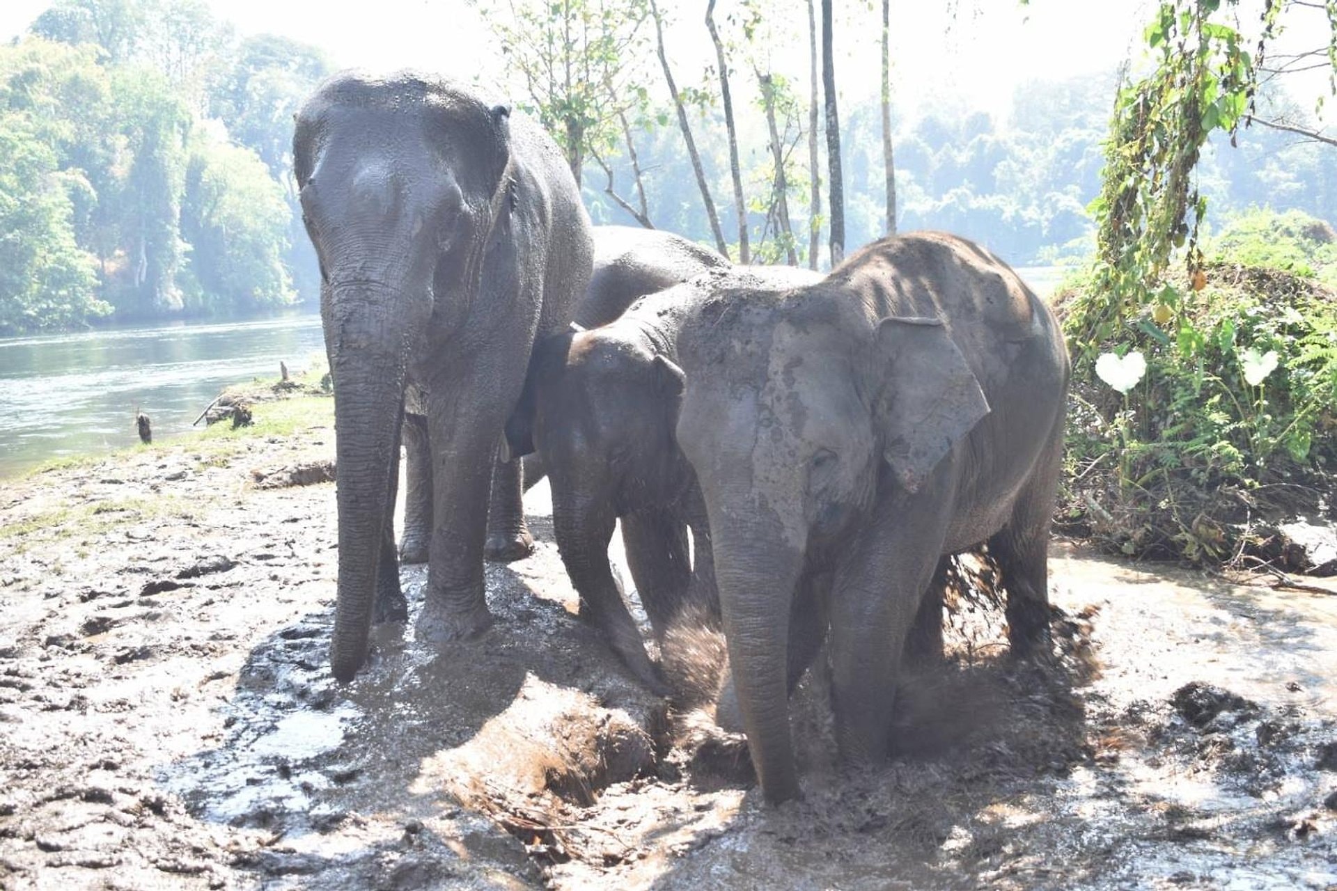 Elefantes en Kanchanaburi desde Bangkok - Imagen 1