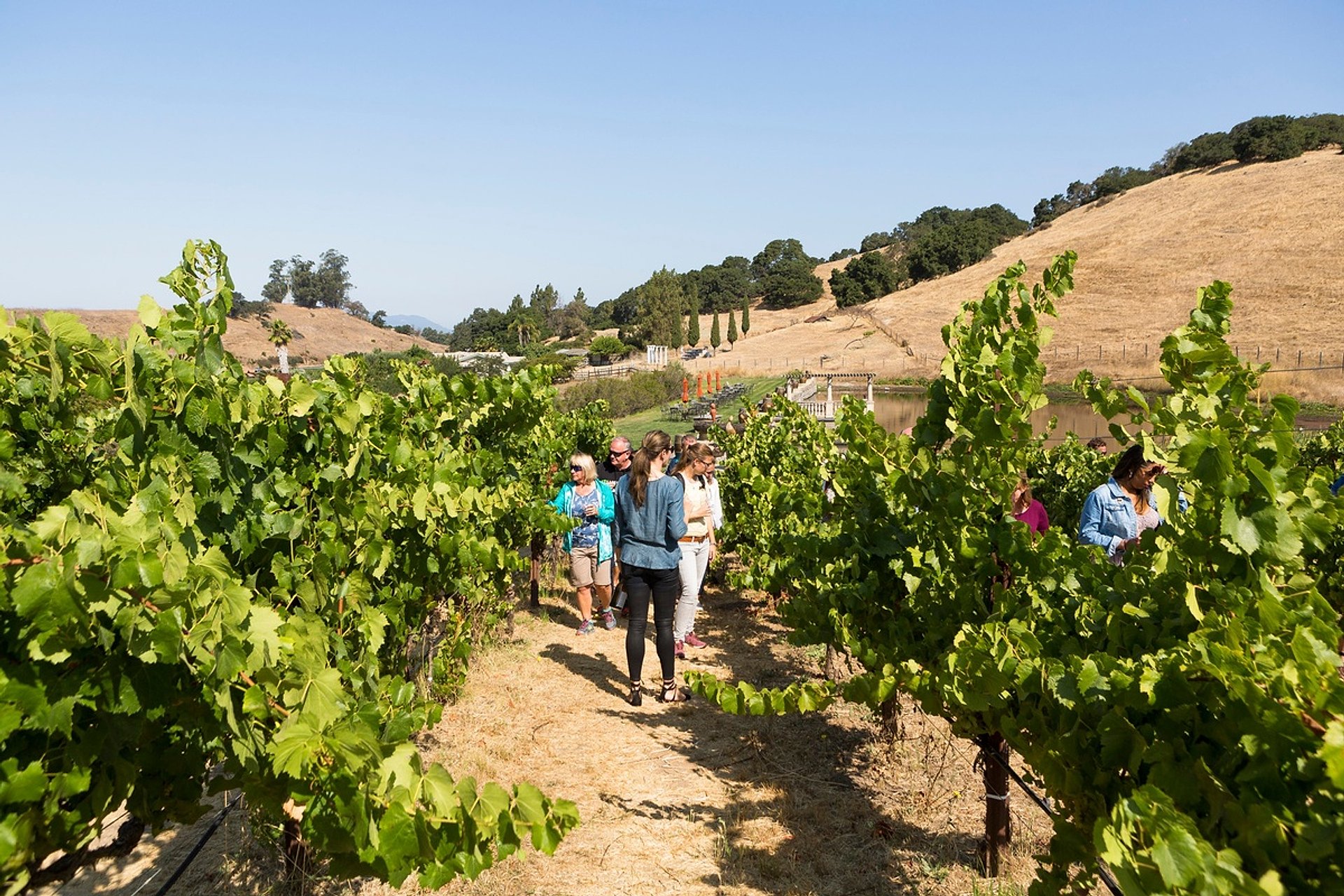 Napa y Sonoma - Tour de Viñedos - Imagen 1