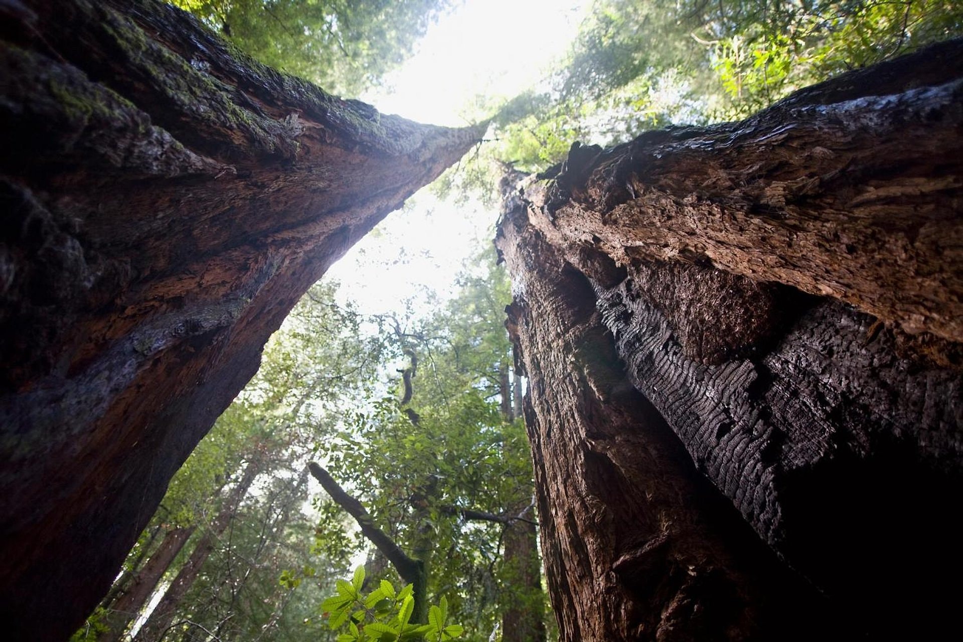 Muir Woods y Sausalito con crucero - Imagen 1