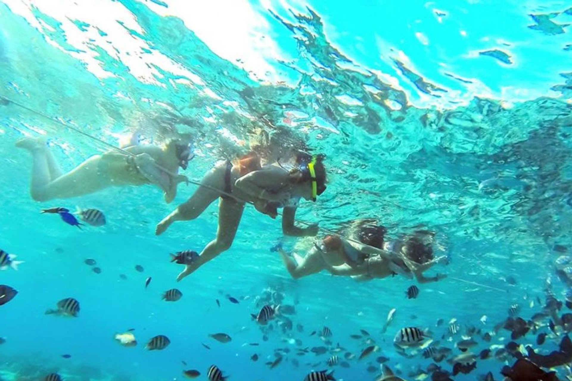 Acuario, bahía y manglares con transporte - Imagen 1