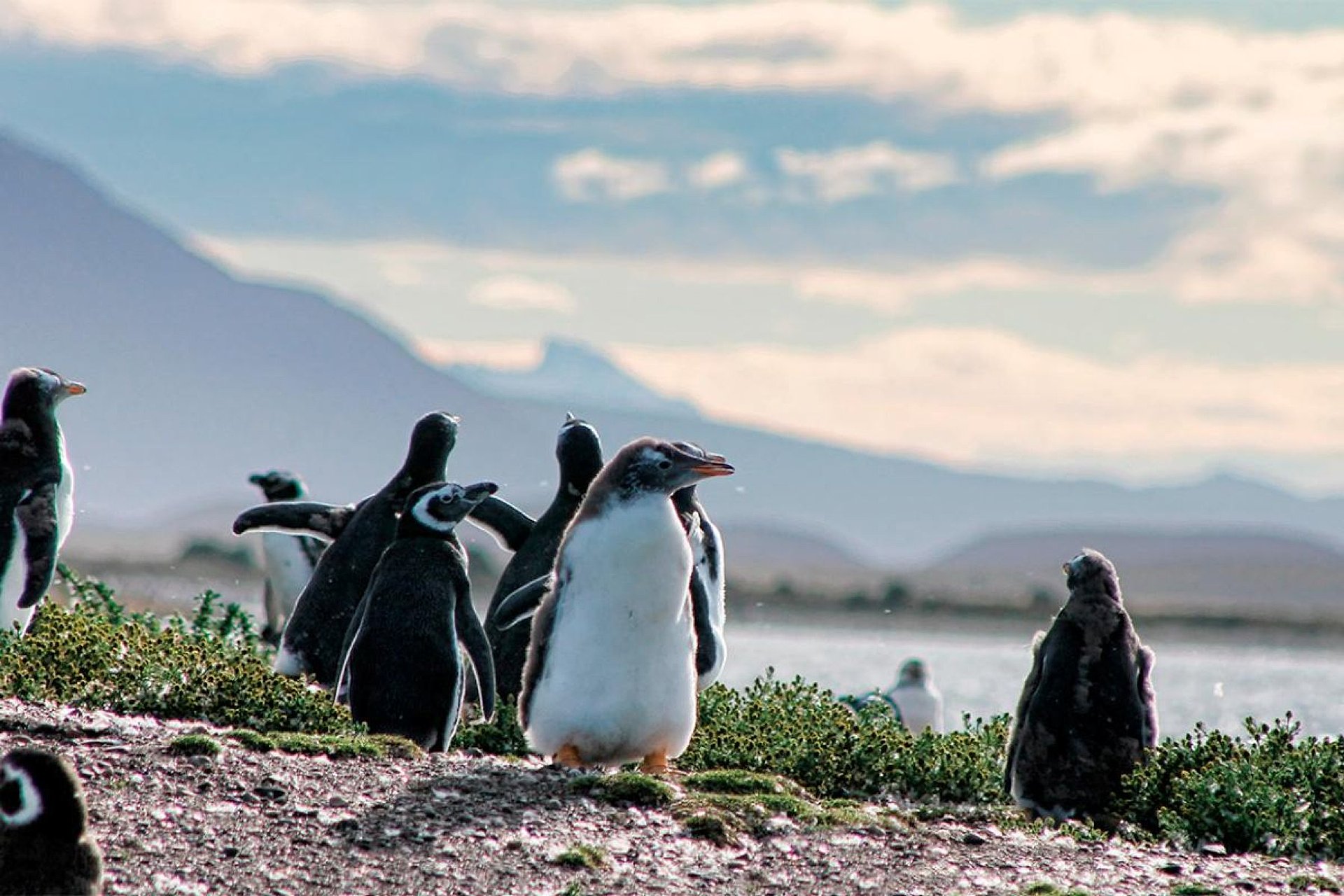 Navegación Canal de Beagle y pingüinera - Imagen 1