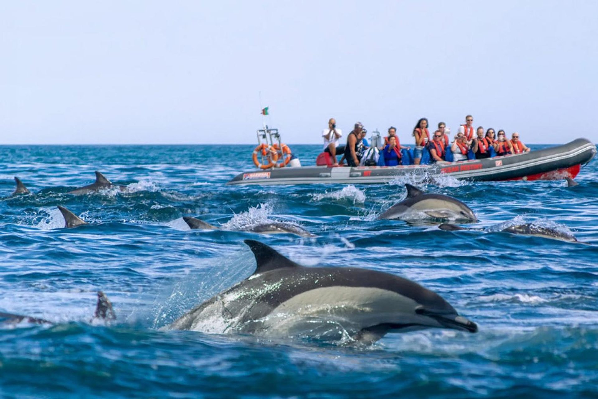 Delfines y cuevas en barco semirrígido - Imagen 1