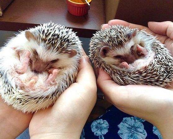 Entrada al Hedgehog Café en Harajuku - Imagen 1