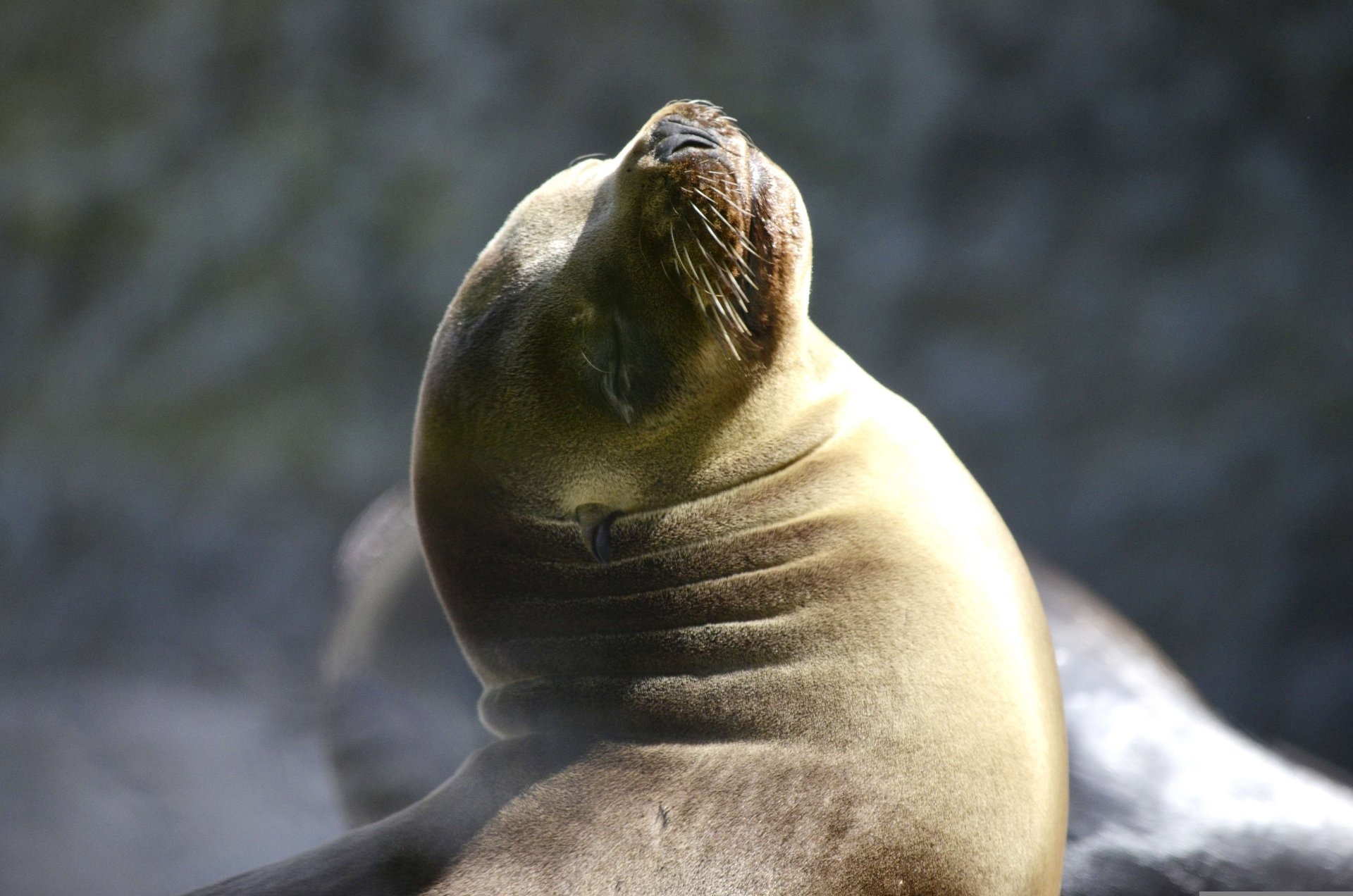 Islas Ballestas: las Galápagos del Perú - Imagen 1