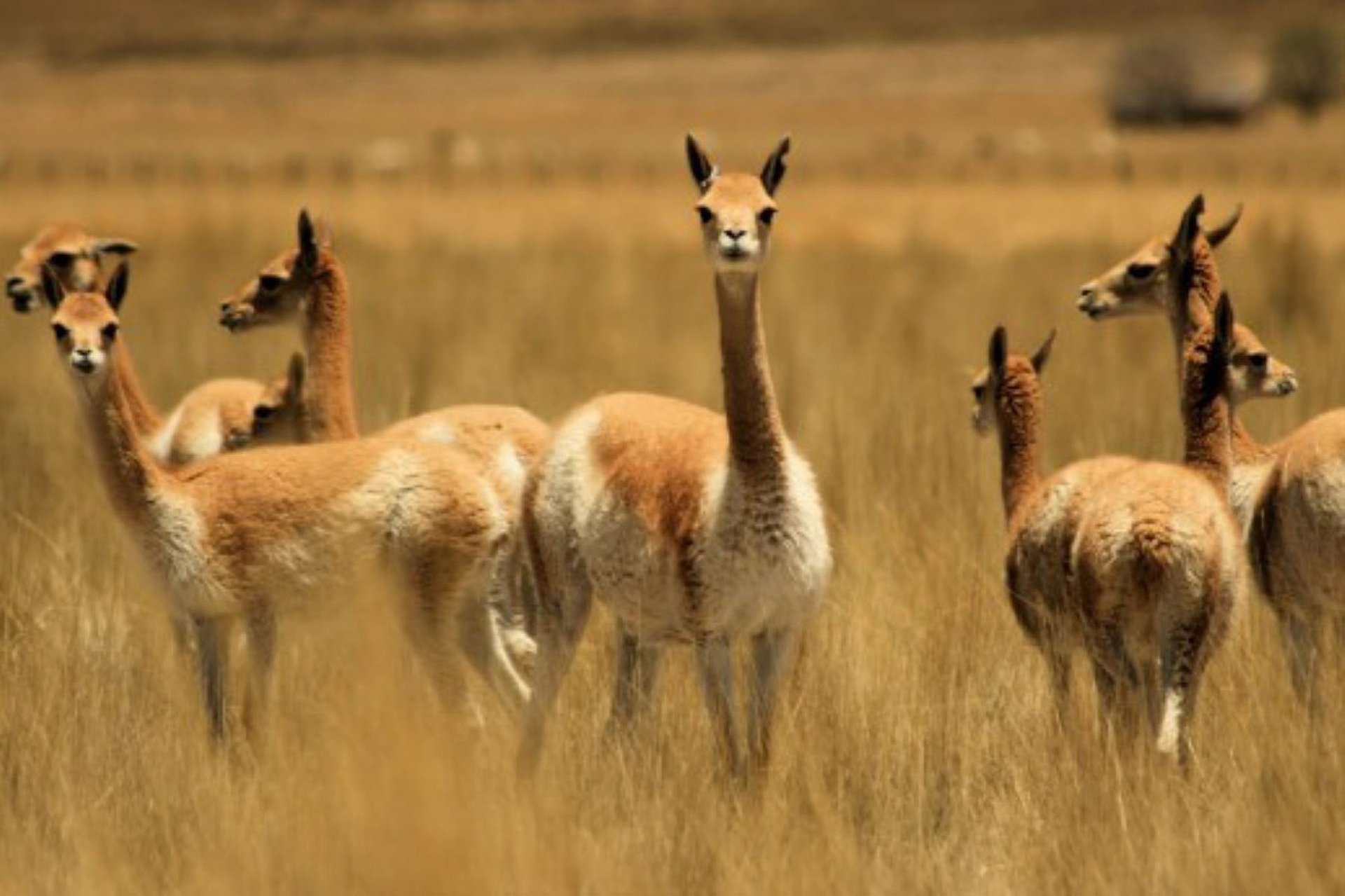 Reserva Nacional Pampas: vicuñas y llamas - Imagen 1
