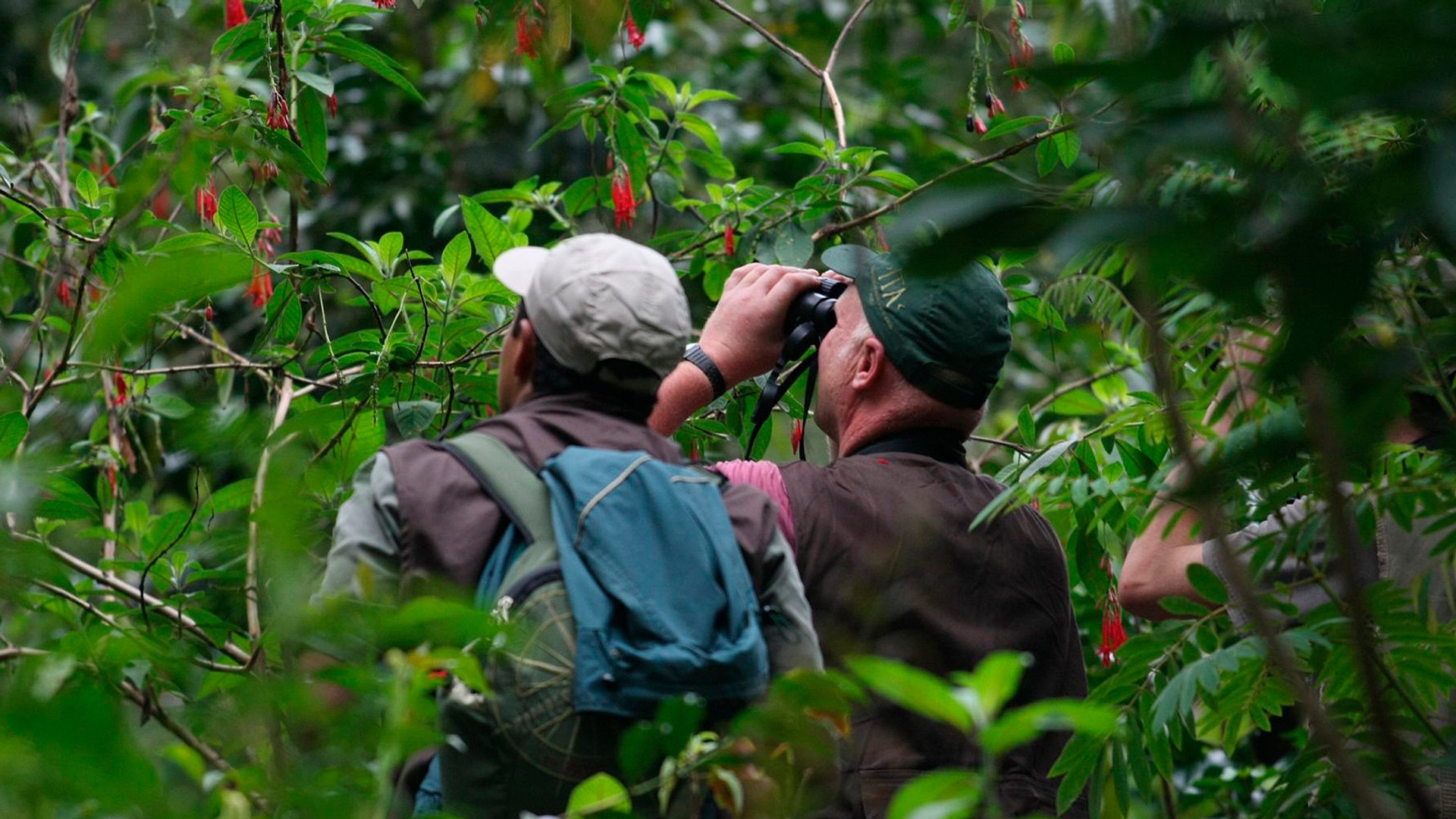 Secretos del Amazonas: 4 días con guacamayas - Imagen 1