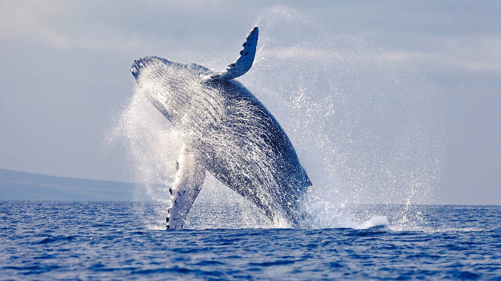 Avistamiento de ballenas - Imagen 1