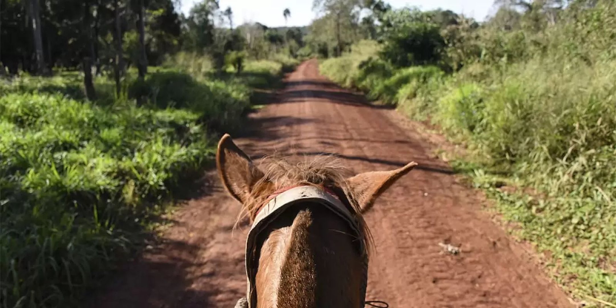 Cabalgata por la selva en Iguazú - Imagen 1