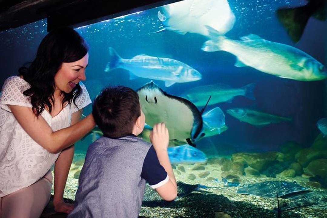 Acuario Sea Life de Londres - Imagen 1
