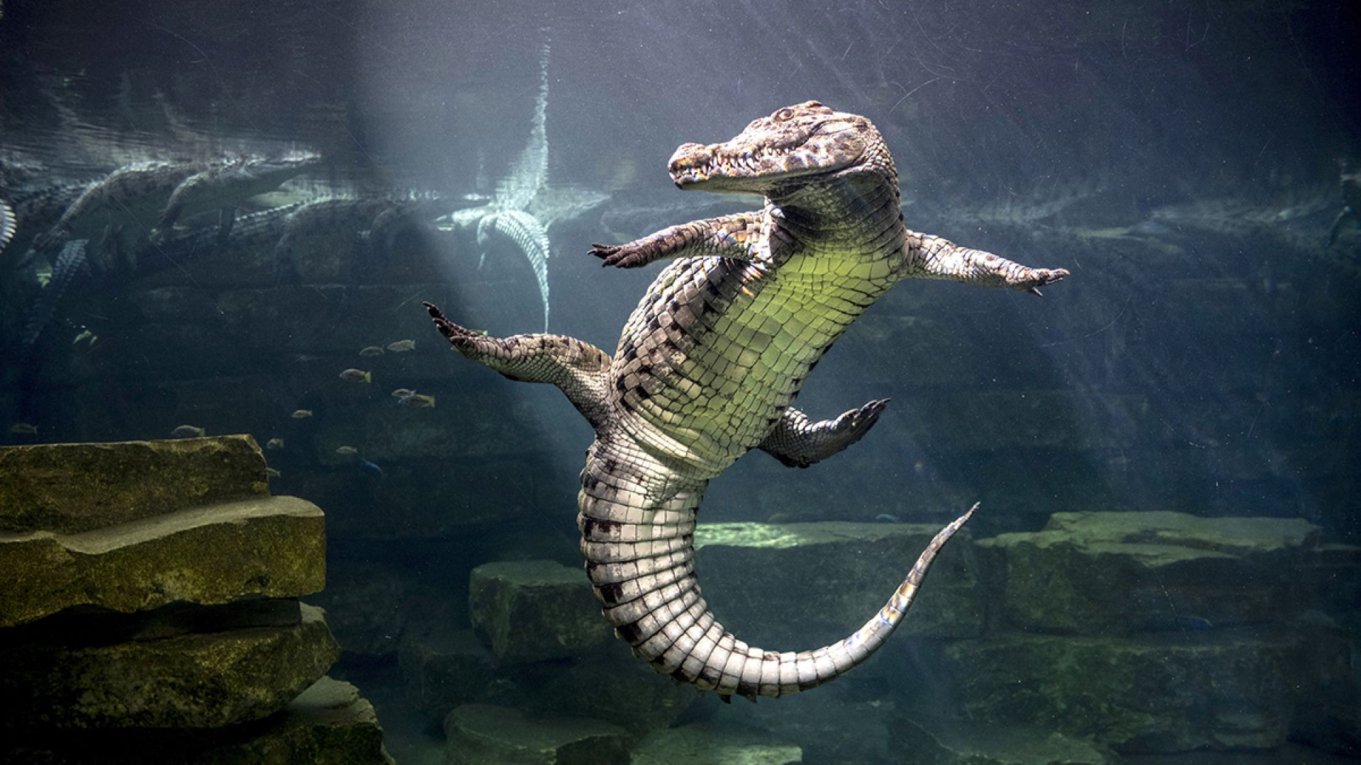 Parque de Cocodrilos de Dubái - Imagen 1