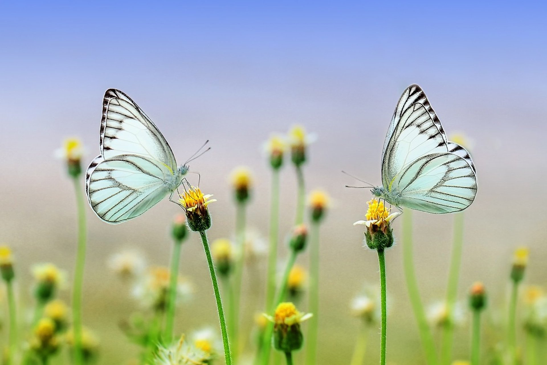 Entradas al Jardín de Mariposas de Dubái - Imagen 1