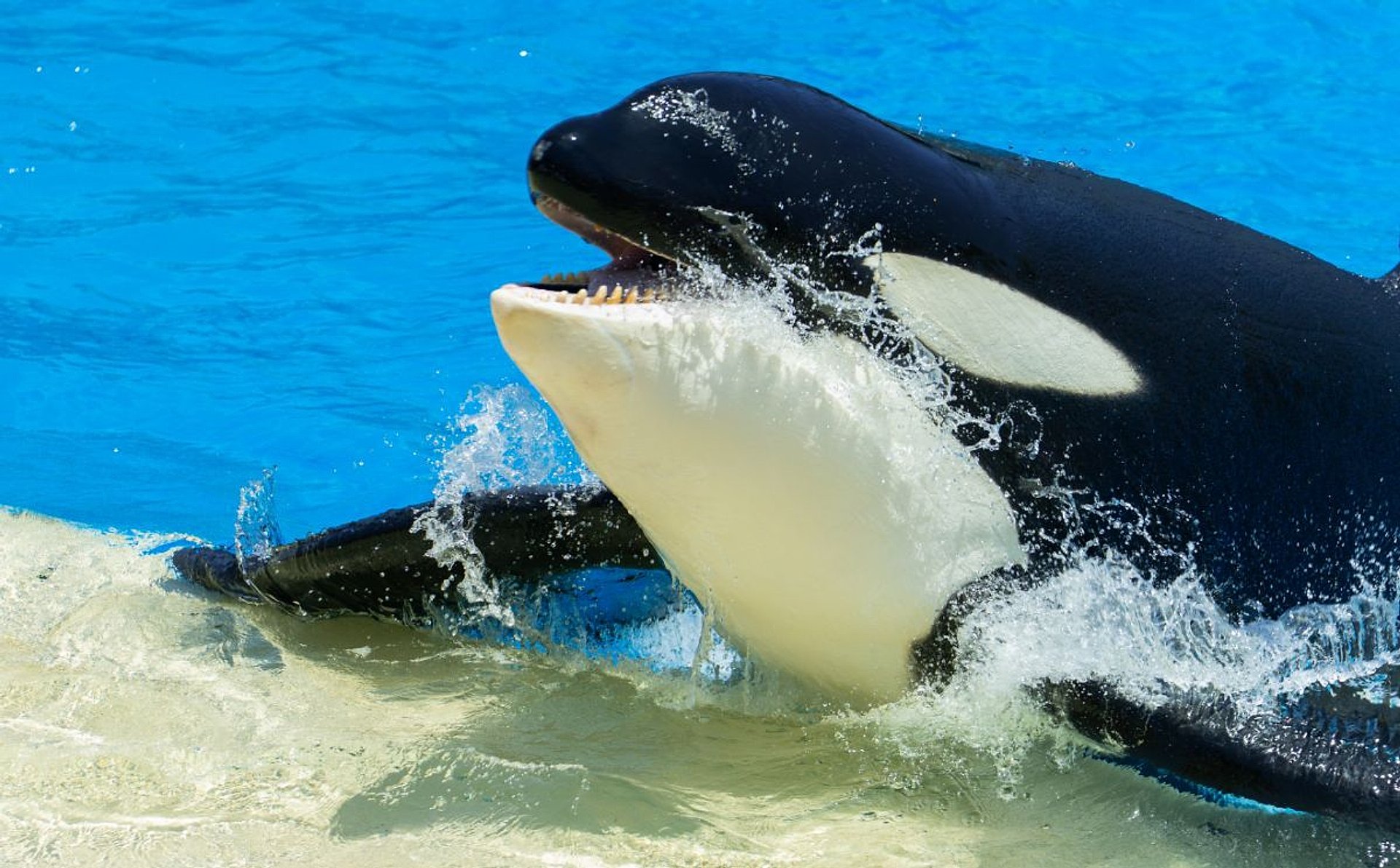 SeaWorld San Diego Park - Ticket - Imagen 1