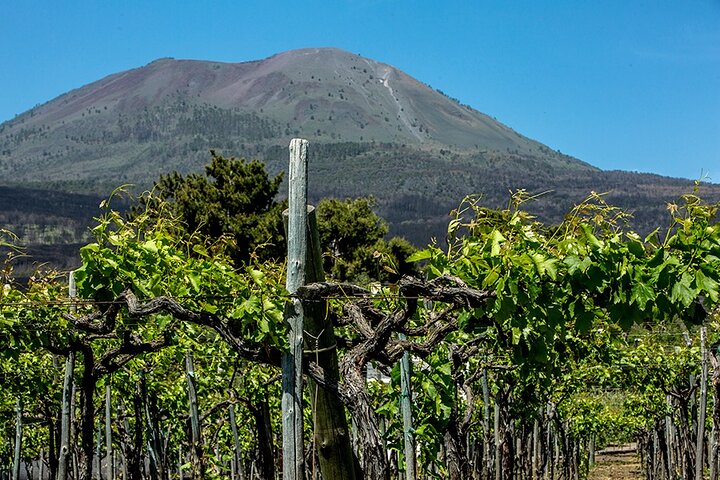 Pompeya con cata de vinos y almuerzo - Imagen 1