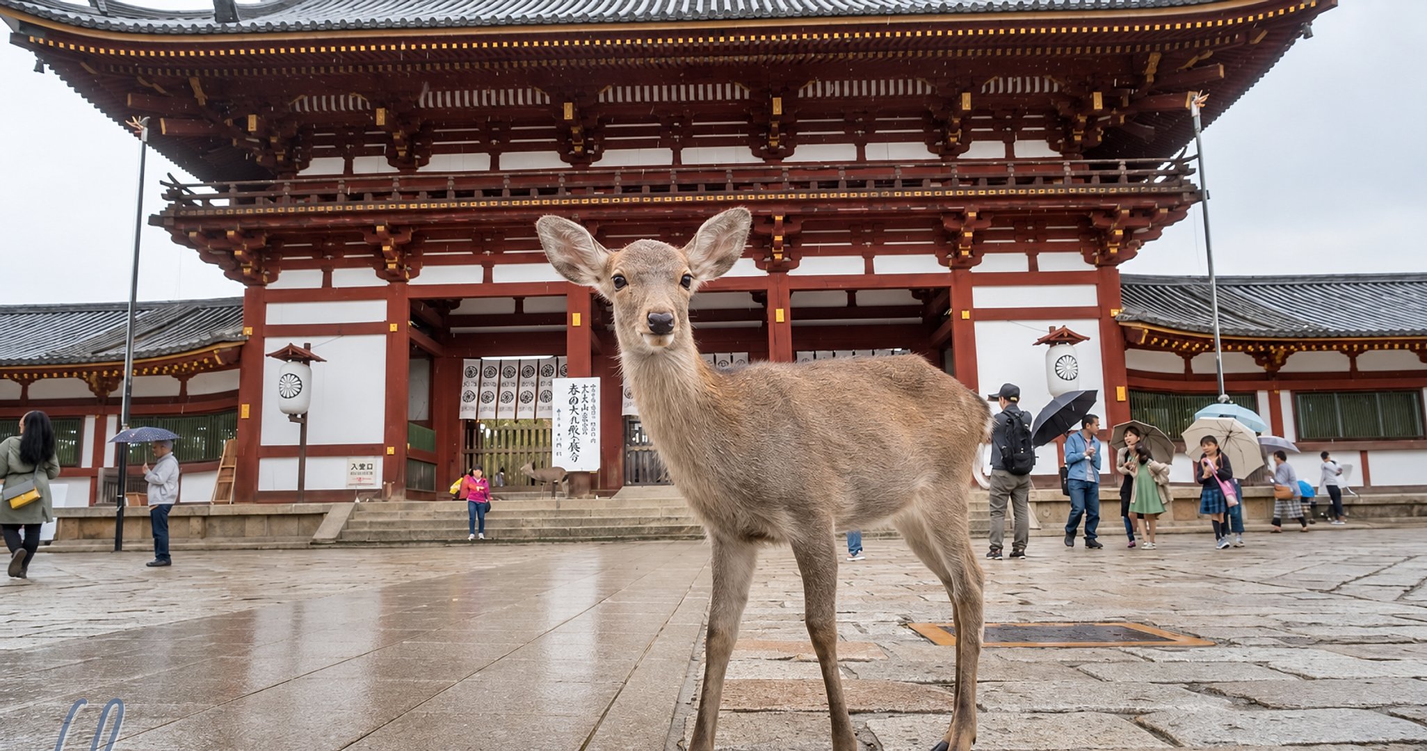 Parque Nara, Osaka y Kobe desde Kioto - Imagen 1