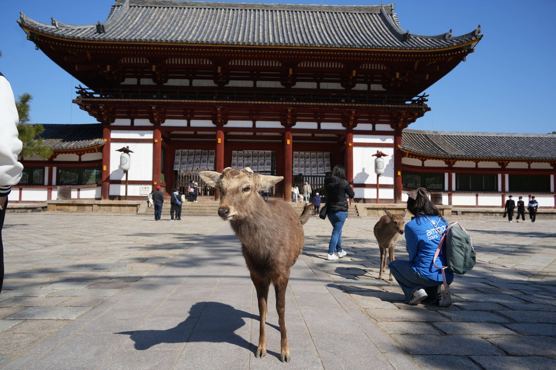 Visita Himeji, Nara y Kobe desde Osaka - Imagen 1