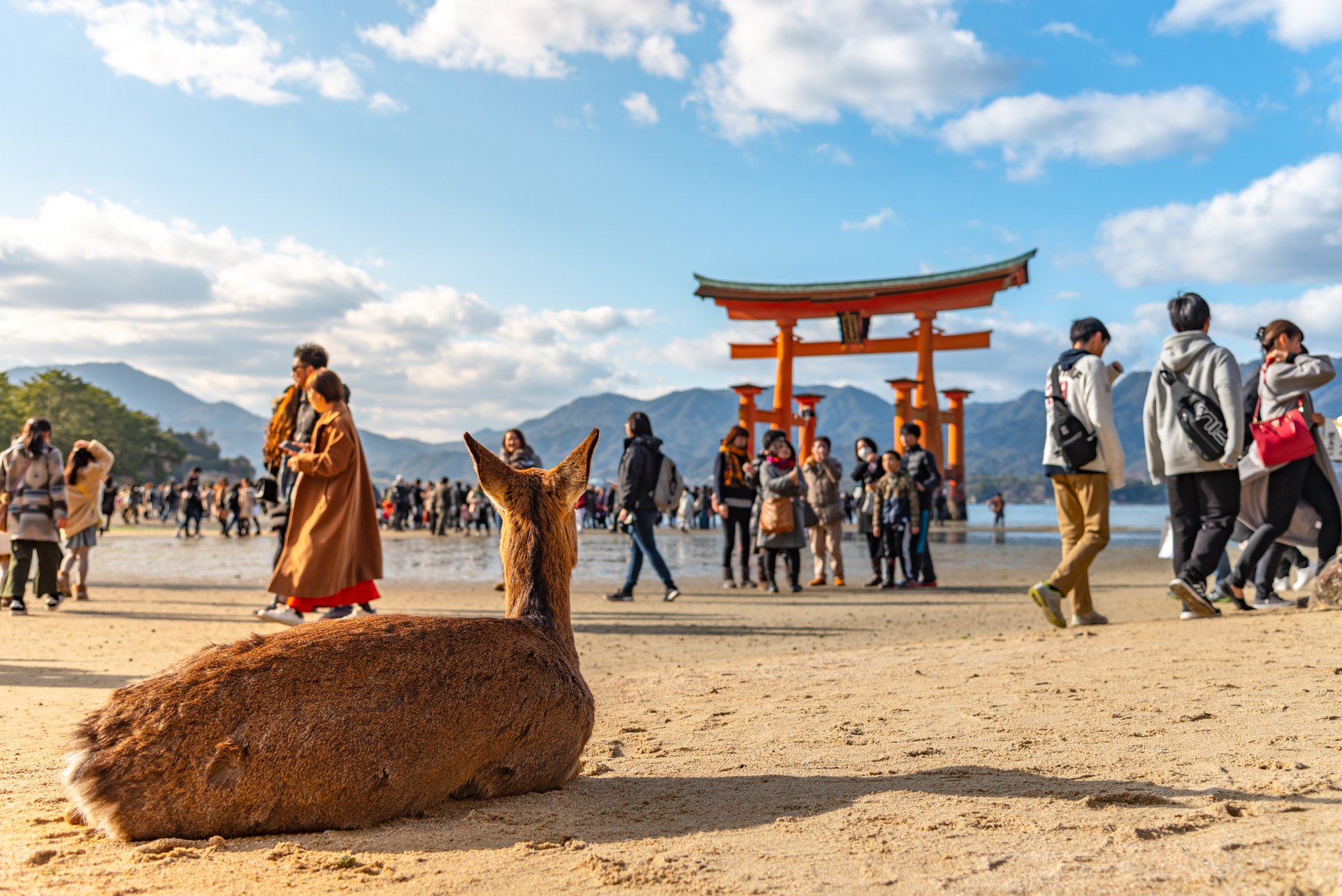 Hiroshima y Miyajima desde Tokio - Imagen 1