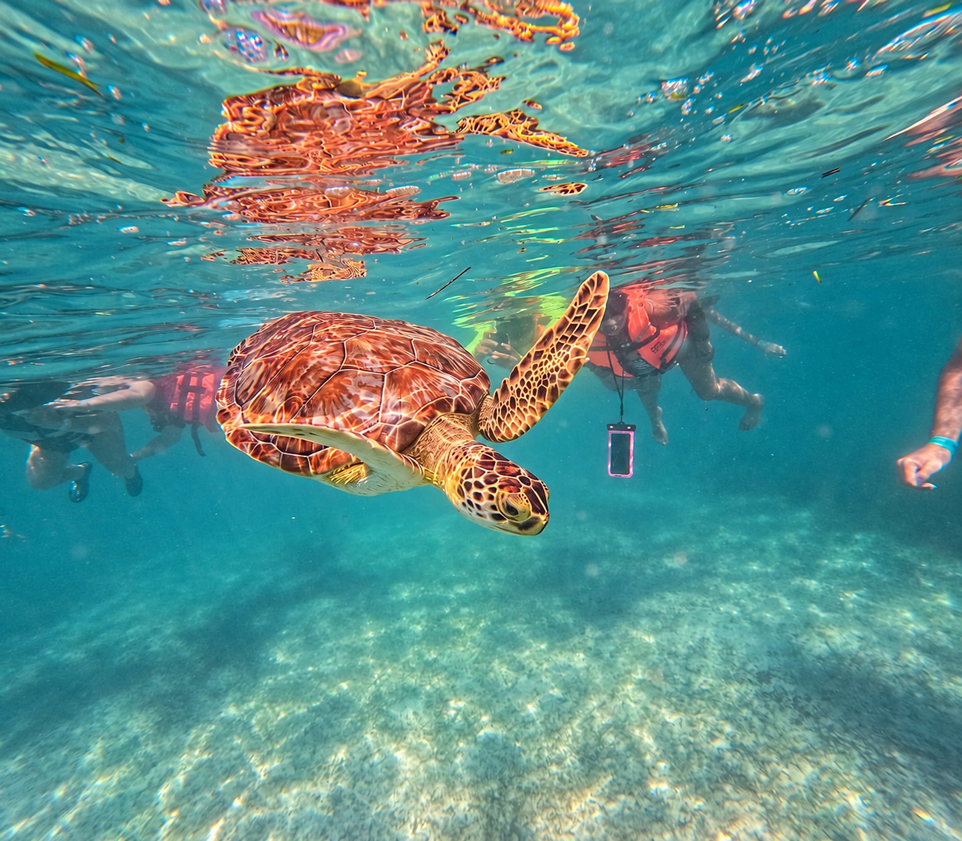 Tour de nado con tortugas en Akumal - Imagen 1