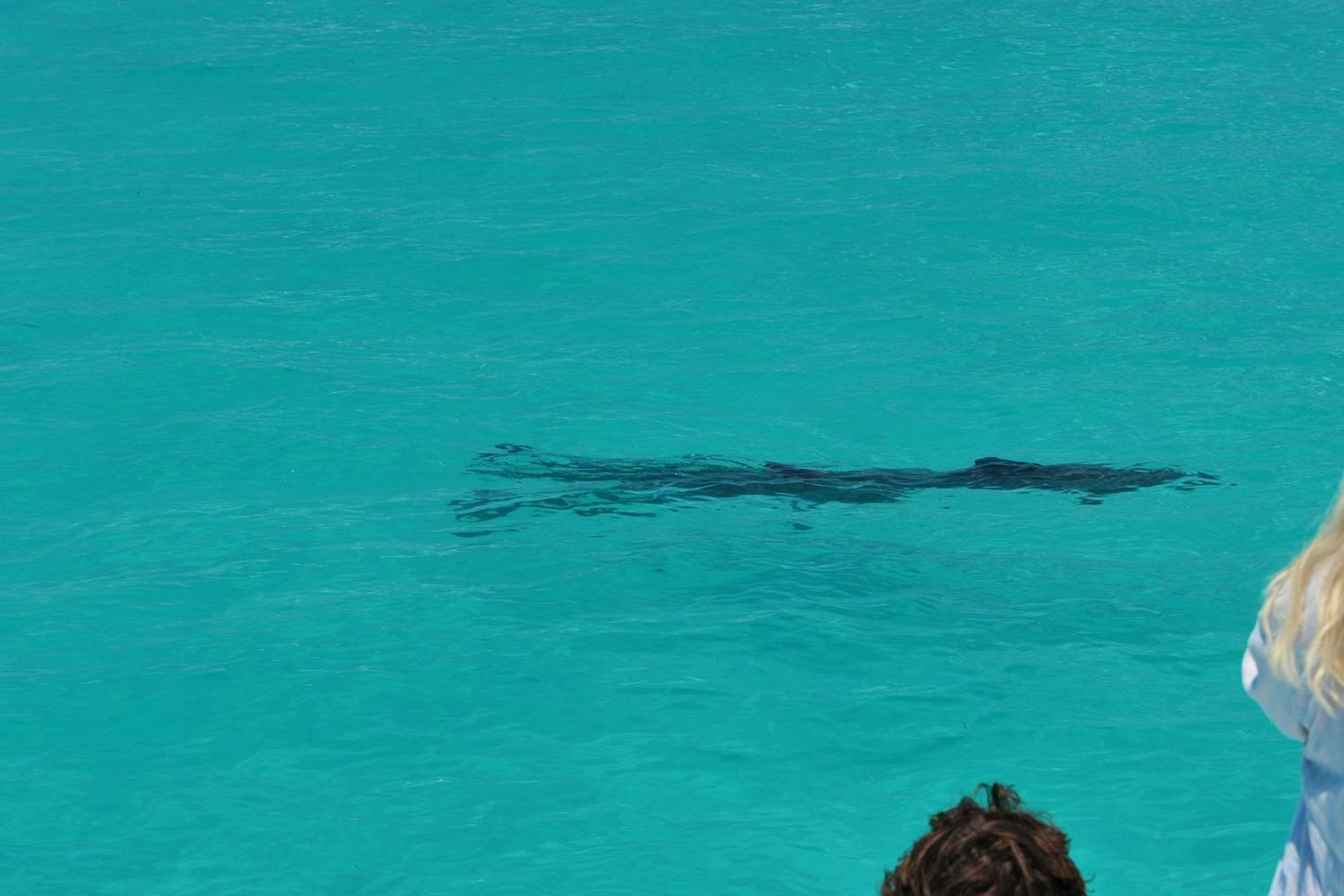 Delfines y esnórquel en Key West - Imagen 1