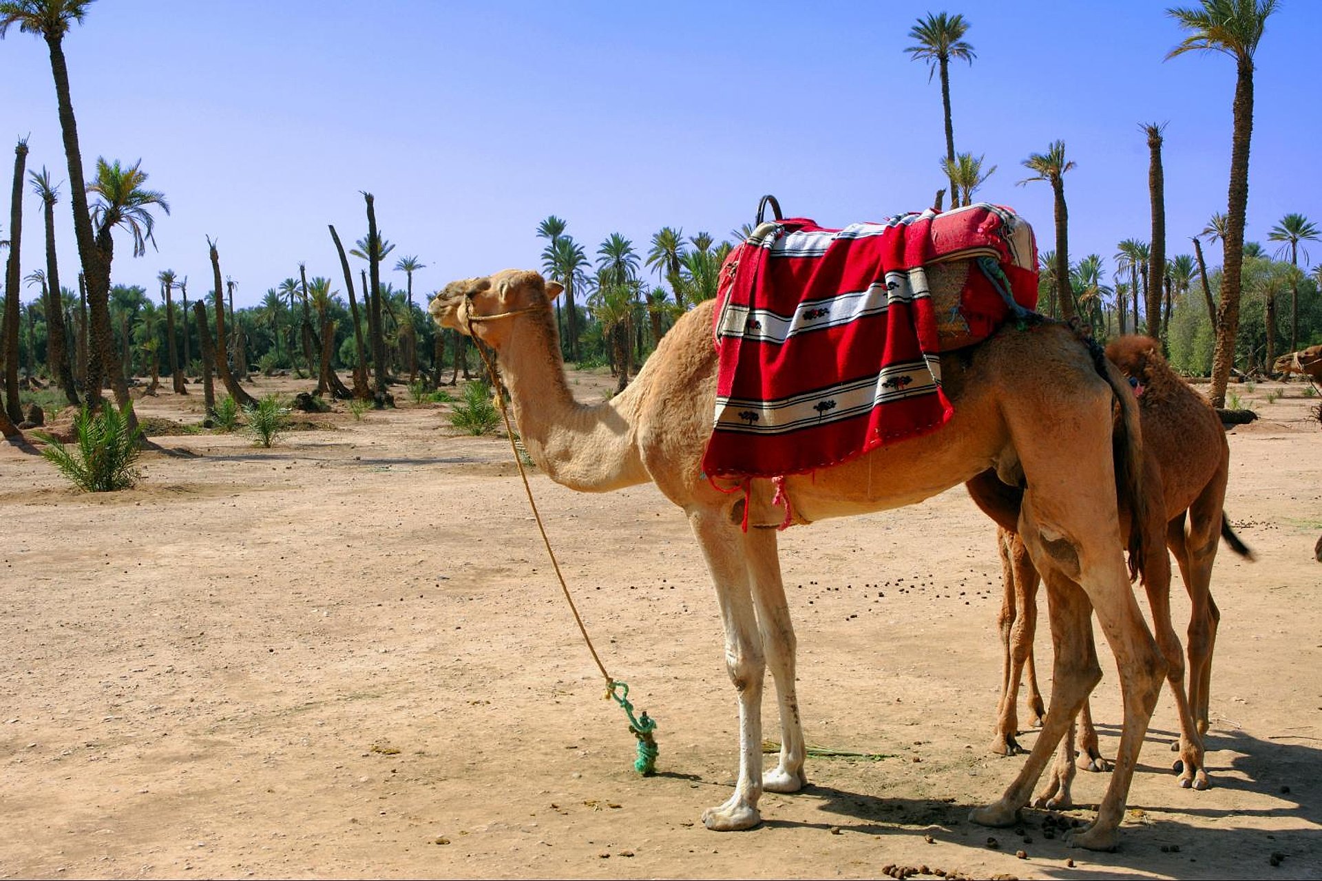 Paseo en camello en el palmeral de Marrakech - Imagen 1