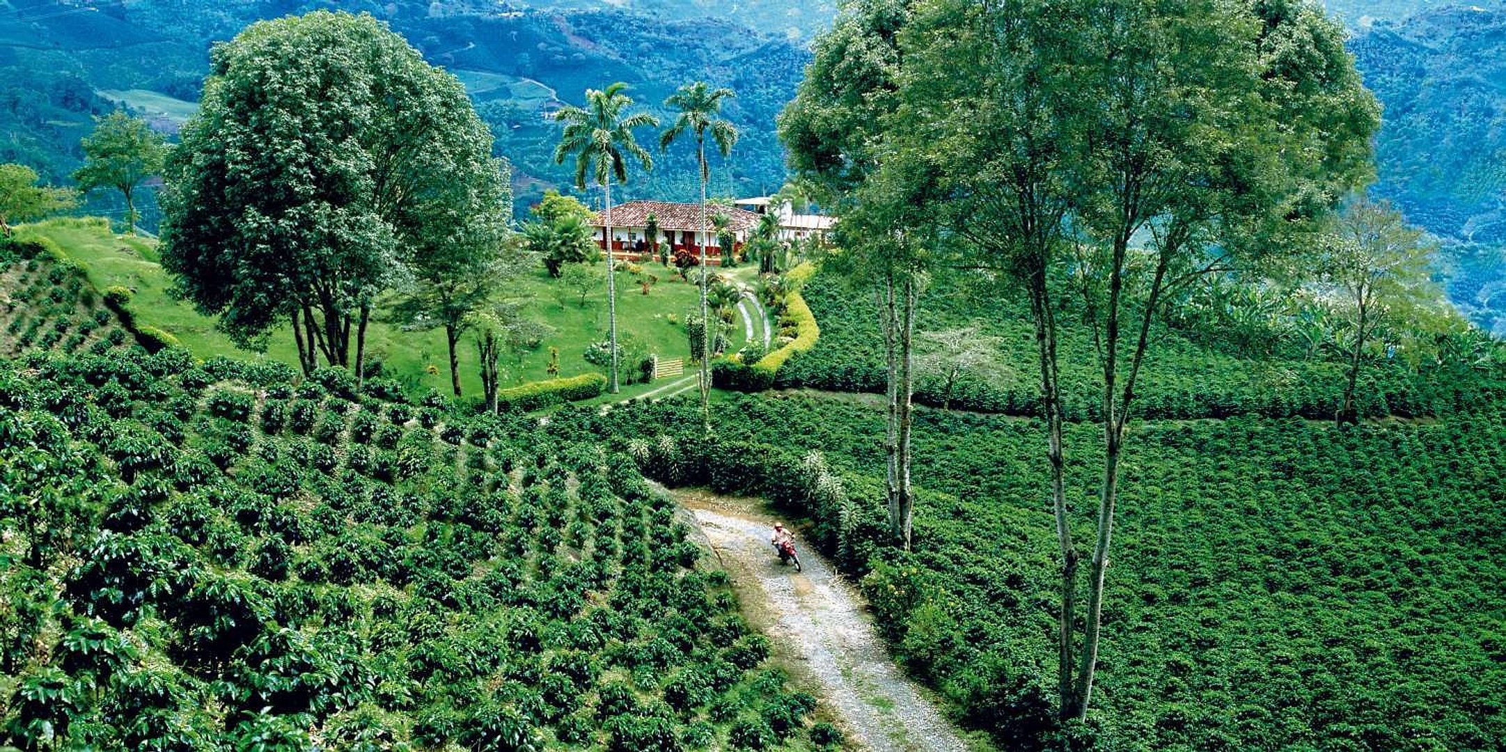 Finca de café, Filandia, Cocora y Salento - Imagen 1